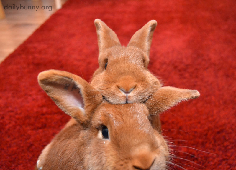Bunnies Compete for the First Head Scratch