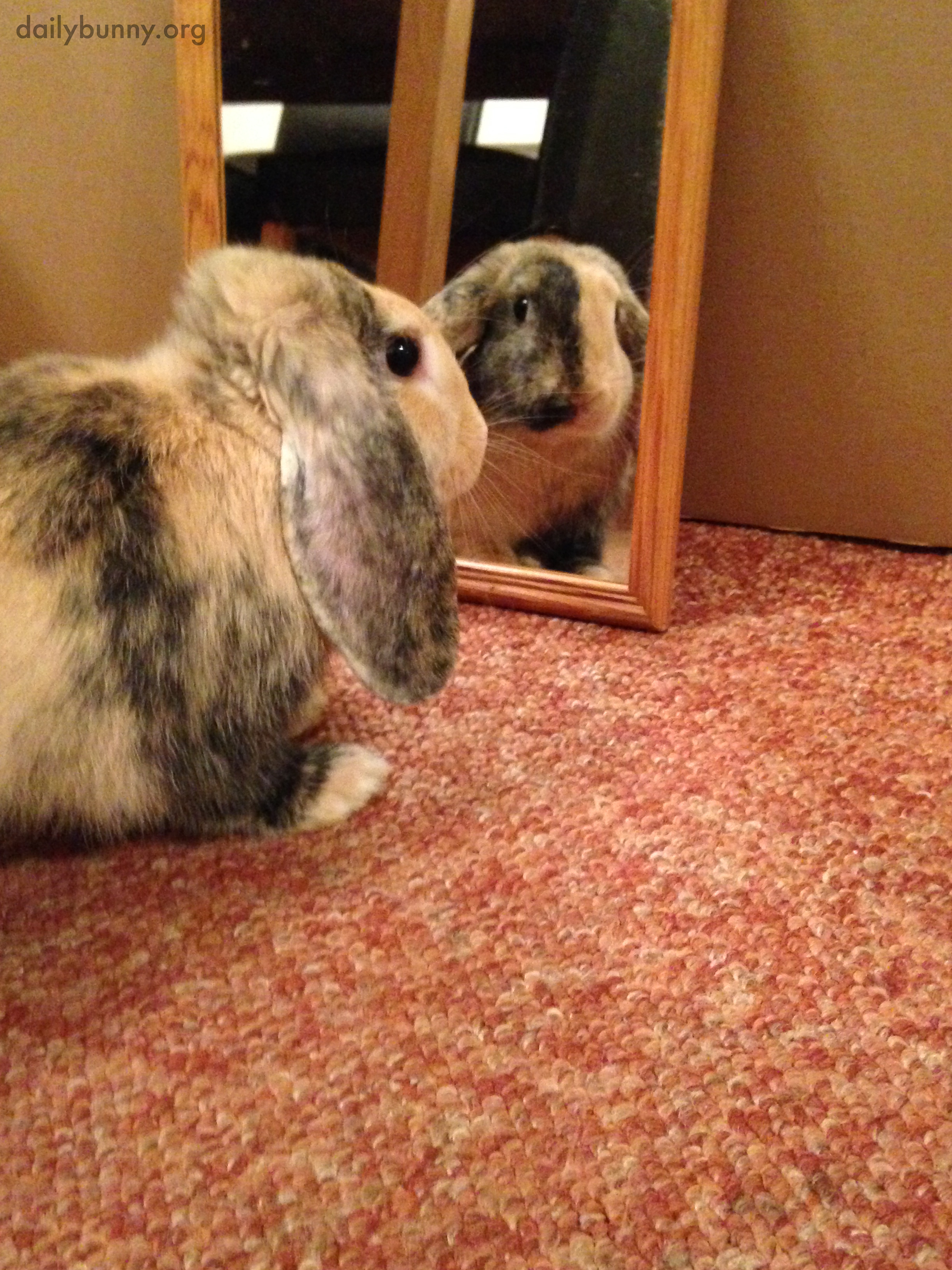 Oh My, Who Is That Beautiful Bunny Back Looking at Me?