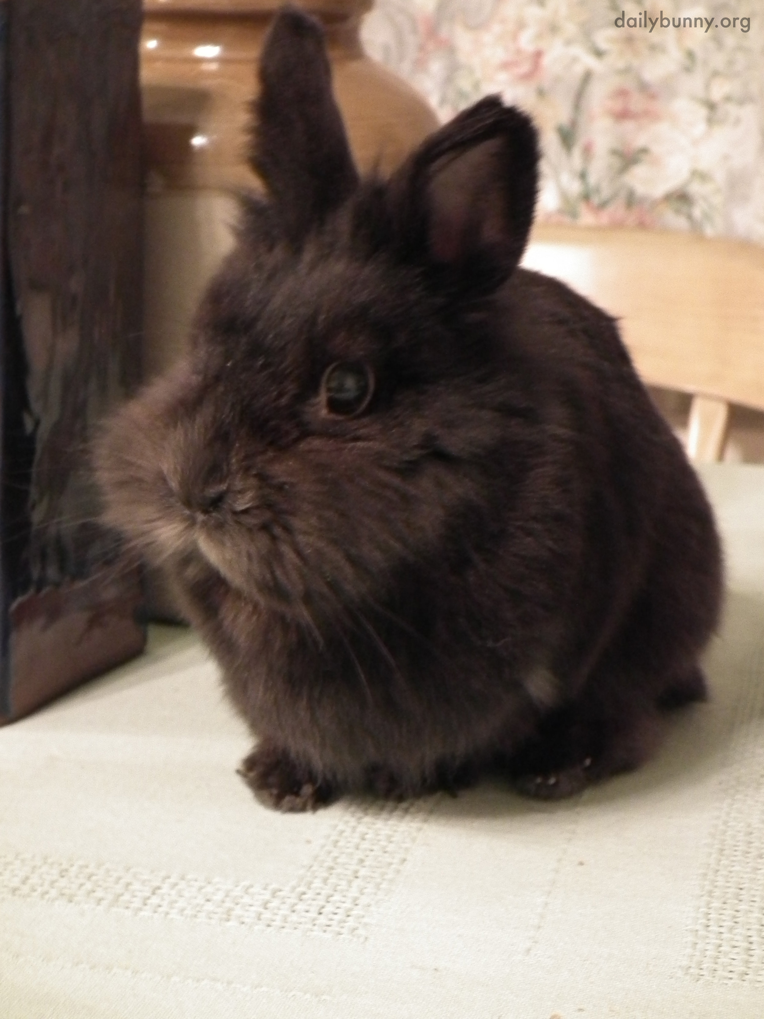 Those Are Some Fluffy Cheeks on Bunny