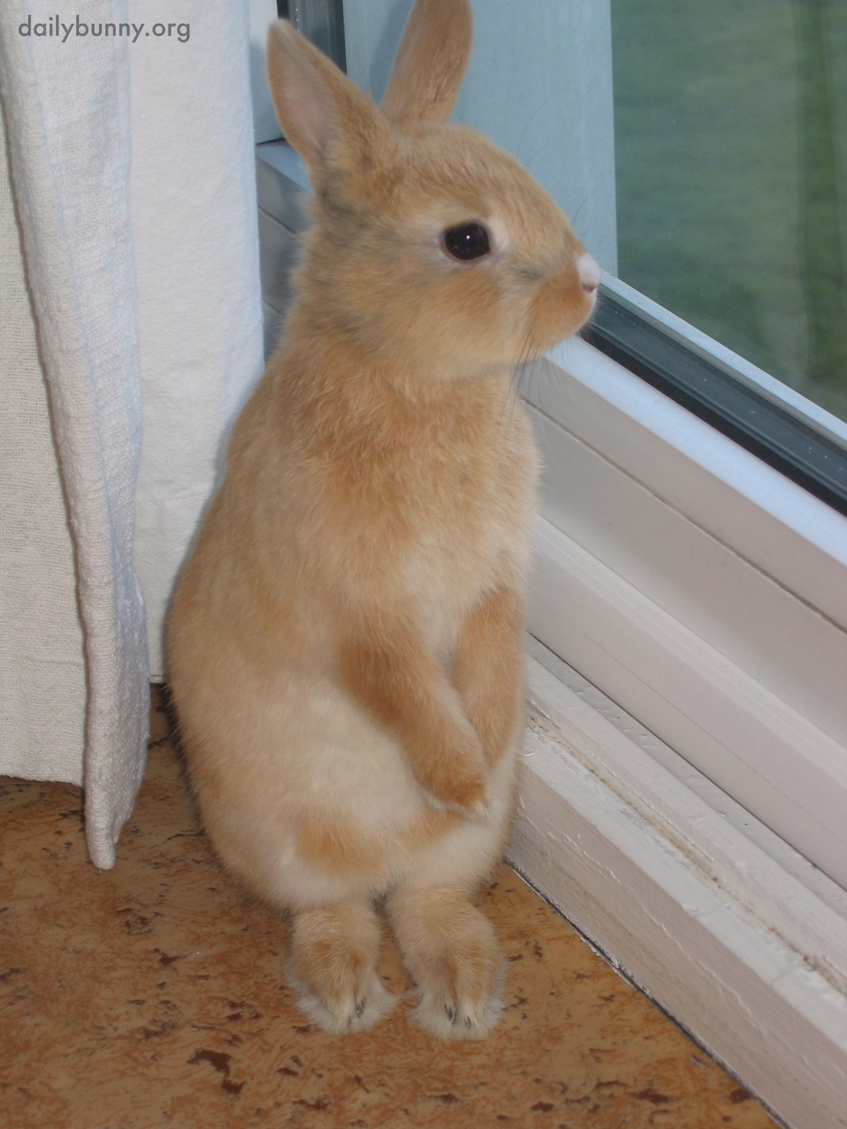 Tiny Bunny Stands Up to Gaze Out the Window