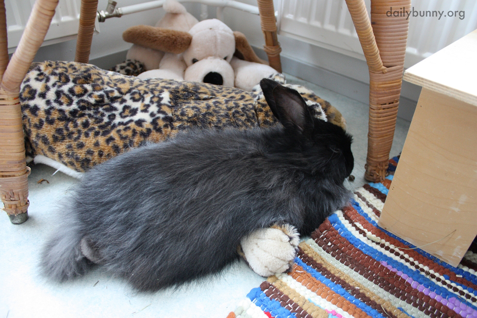 Bunny Relaxes with Some Plushy Friends