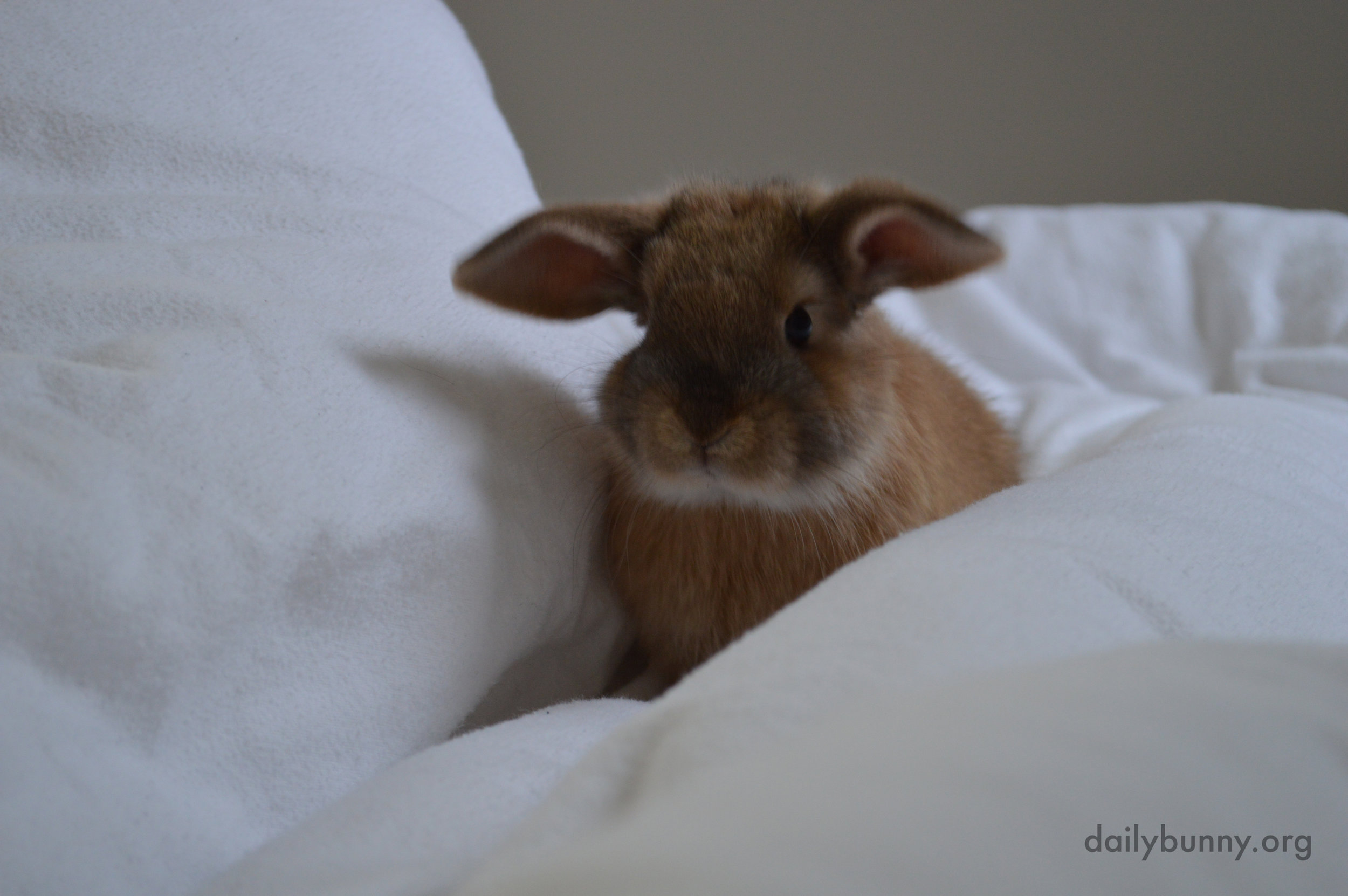 Bunny Explores the Hilly Fluffiness of the Duvet 2