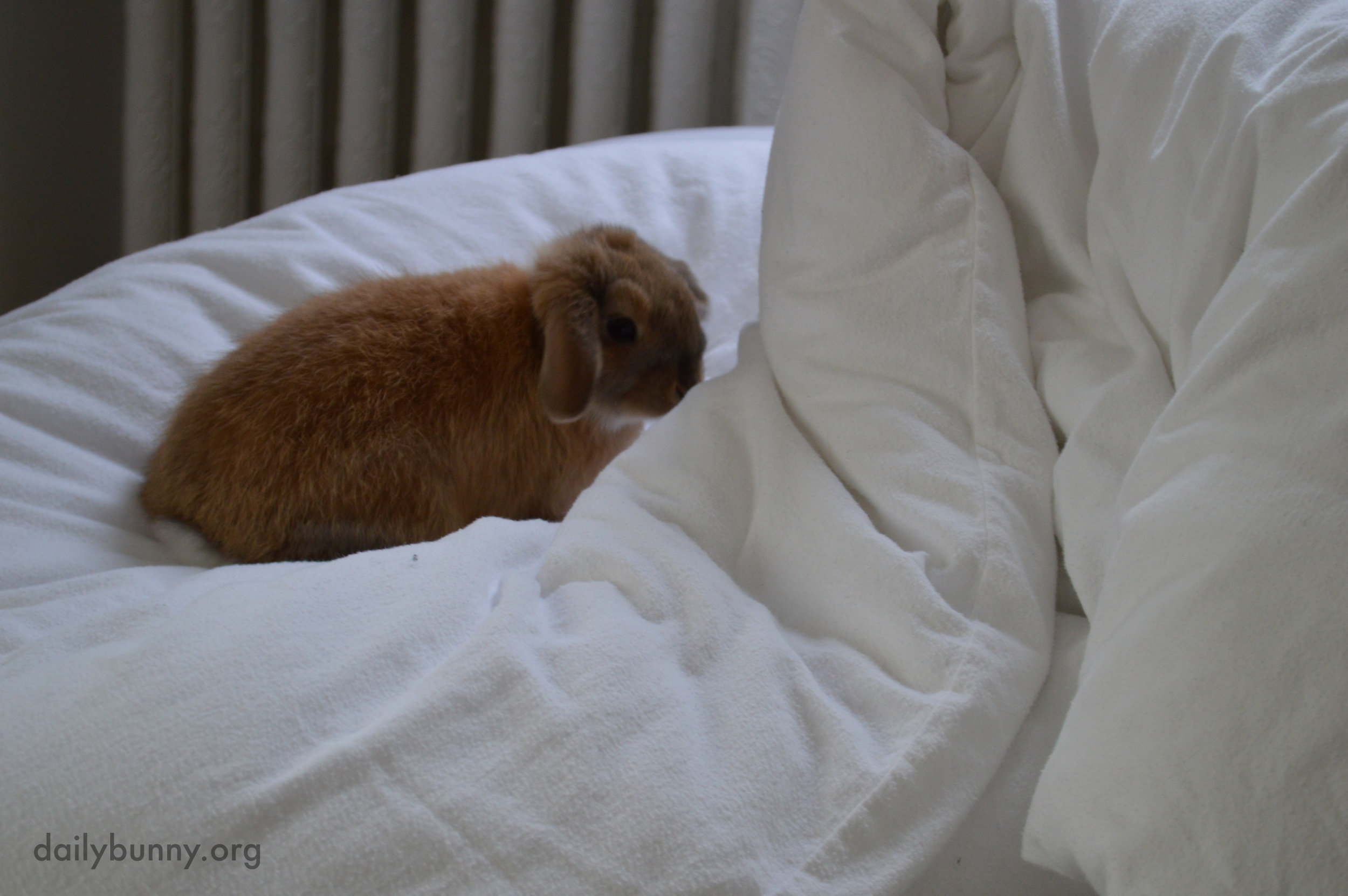 Bunny Explores the Hilly Fluffiness of the Duvet 1