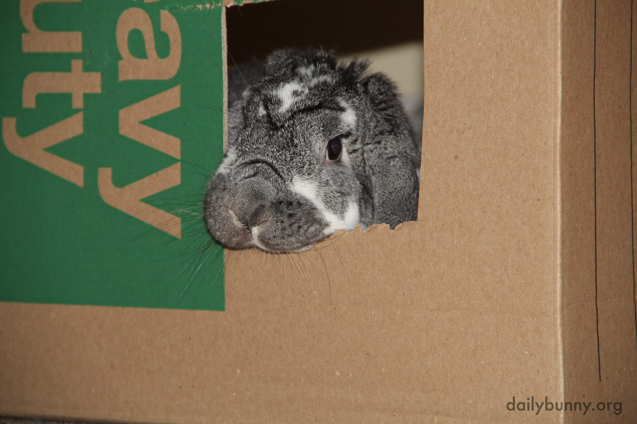 House-Moving Bunny Checks His Progress