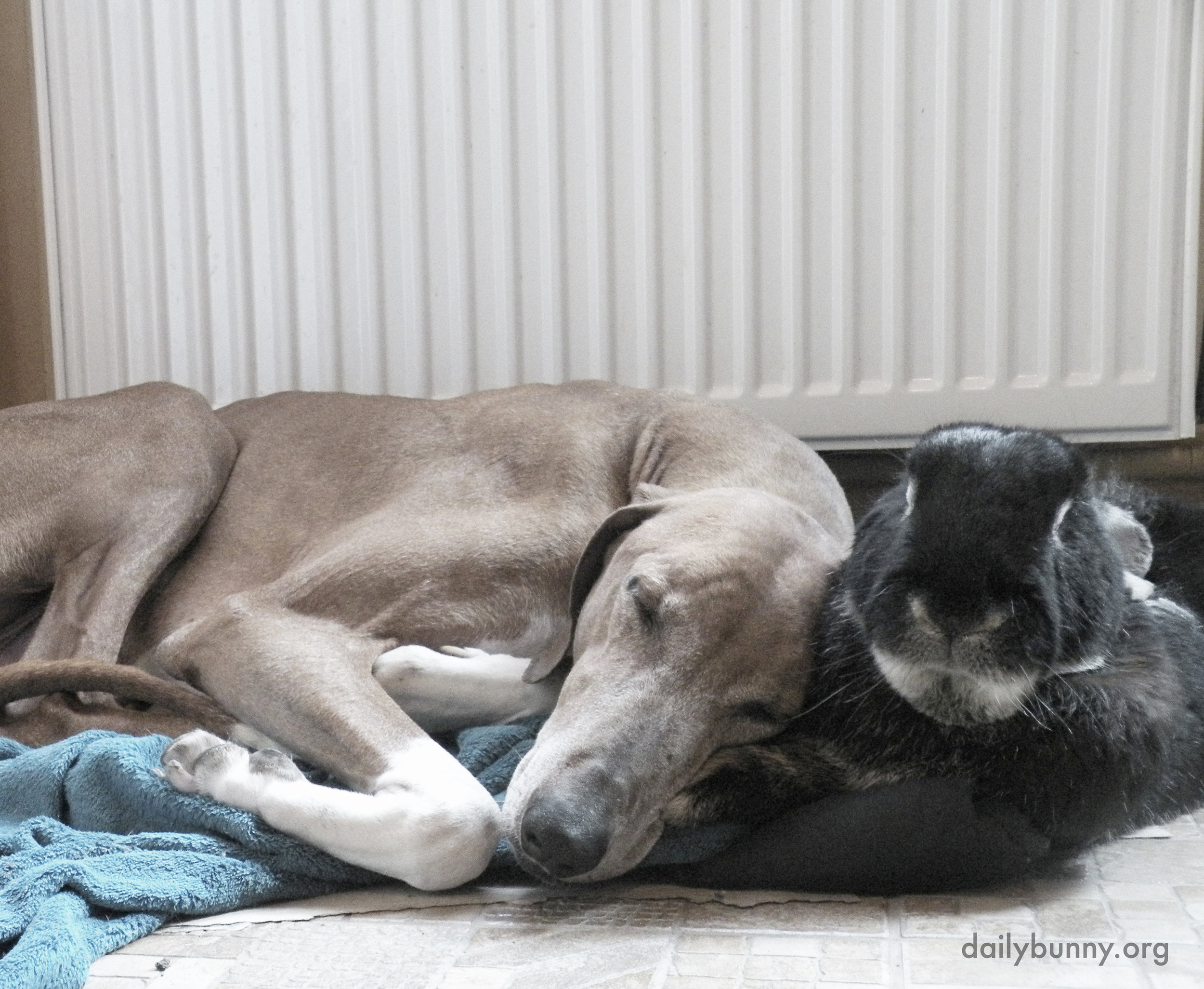 Bunny's Dog Friend Curls Up Next to Him for a Nap