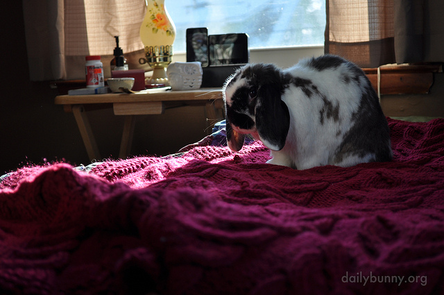 Bunny Prepares to Settle into a Nice Sunbeam
