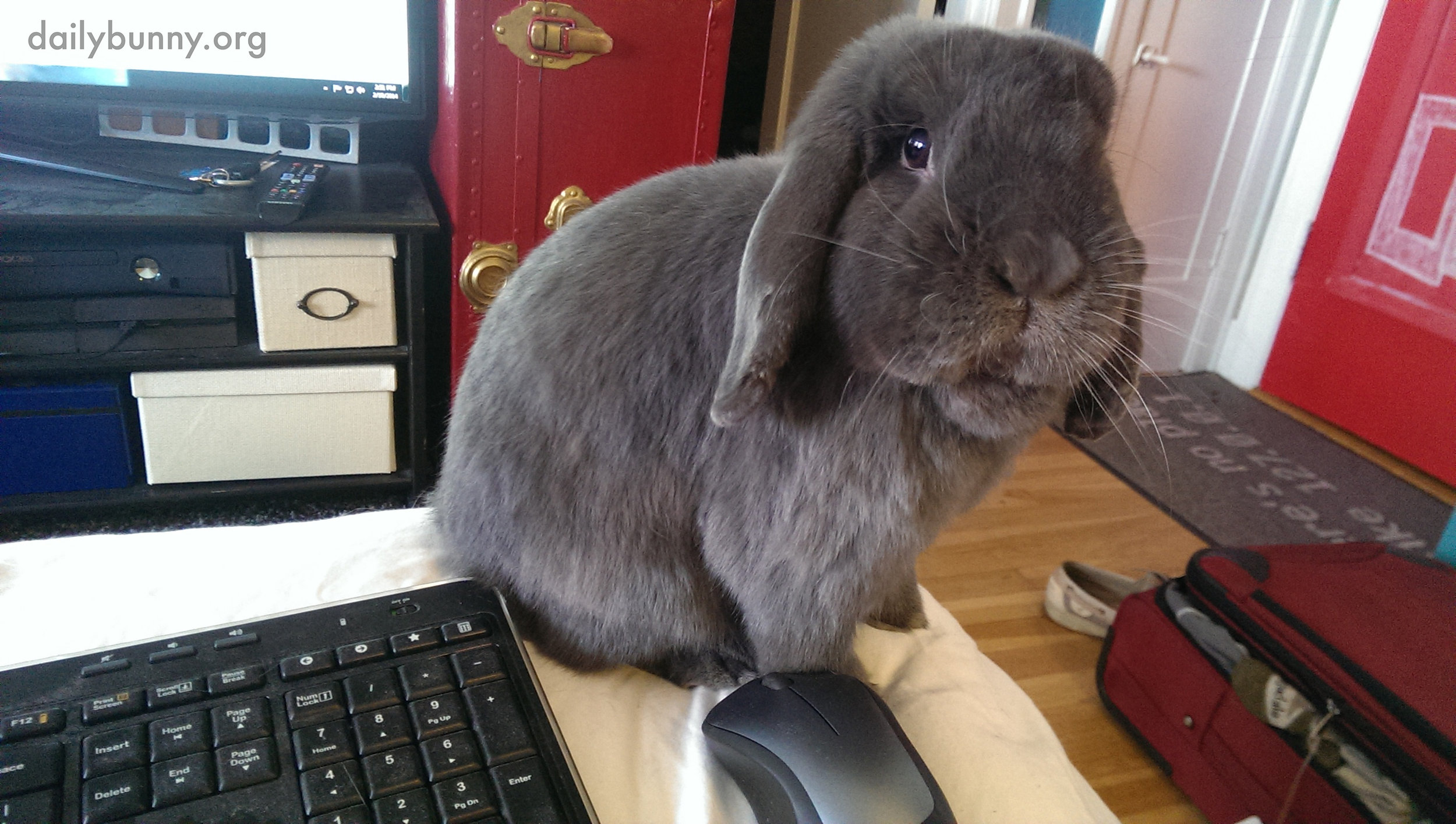 Bunny Thinks Working from Home Should Involve Frequent Treat Breaks