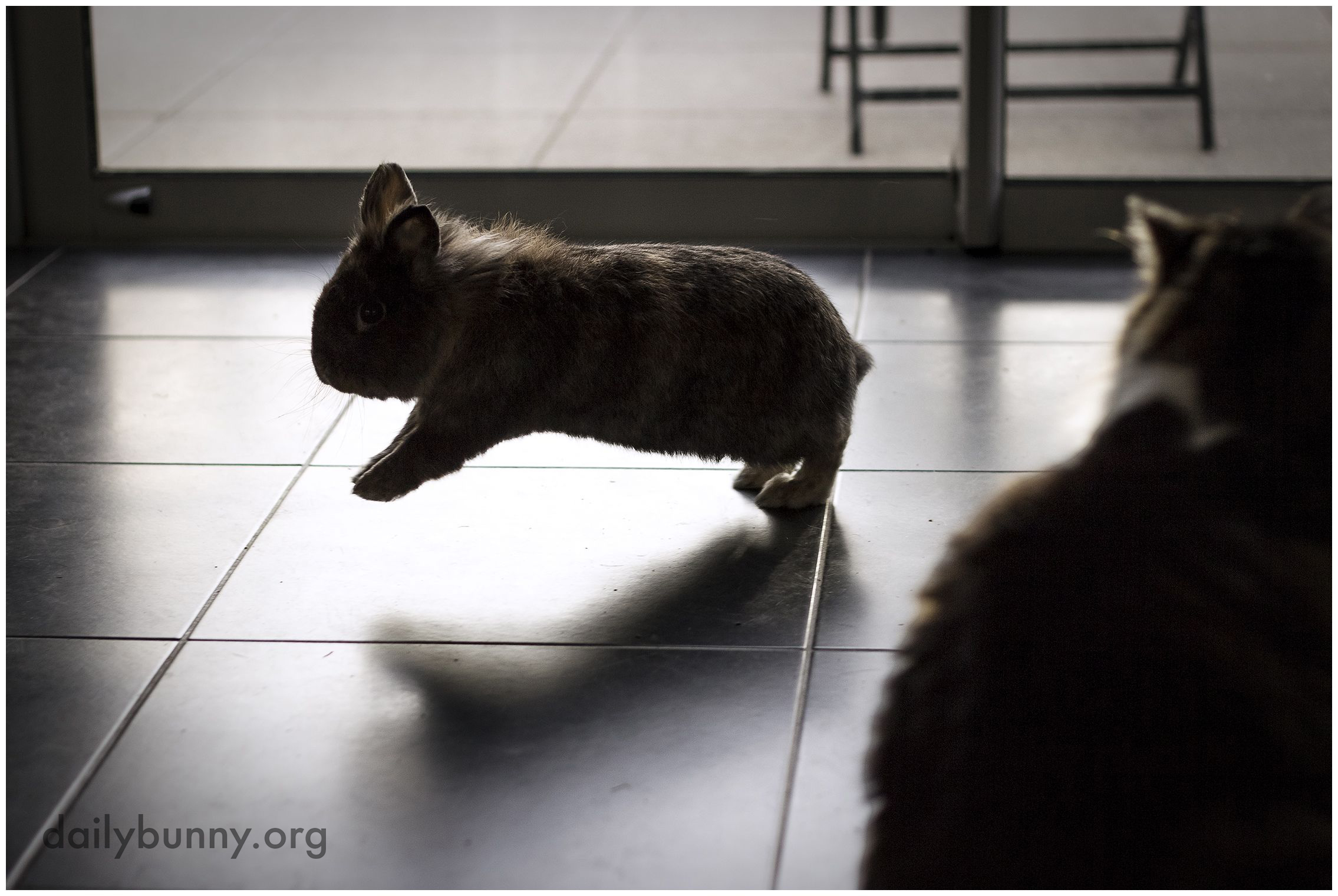 Bunny Shows the Cat How Hopping Is Done
