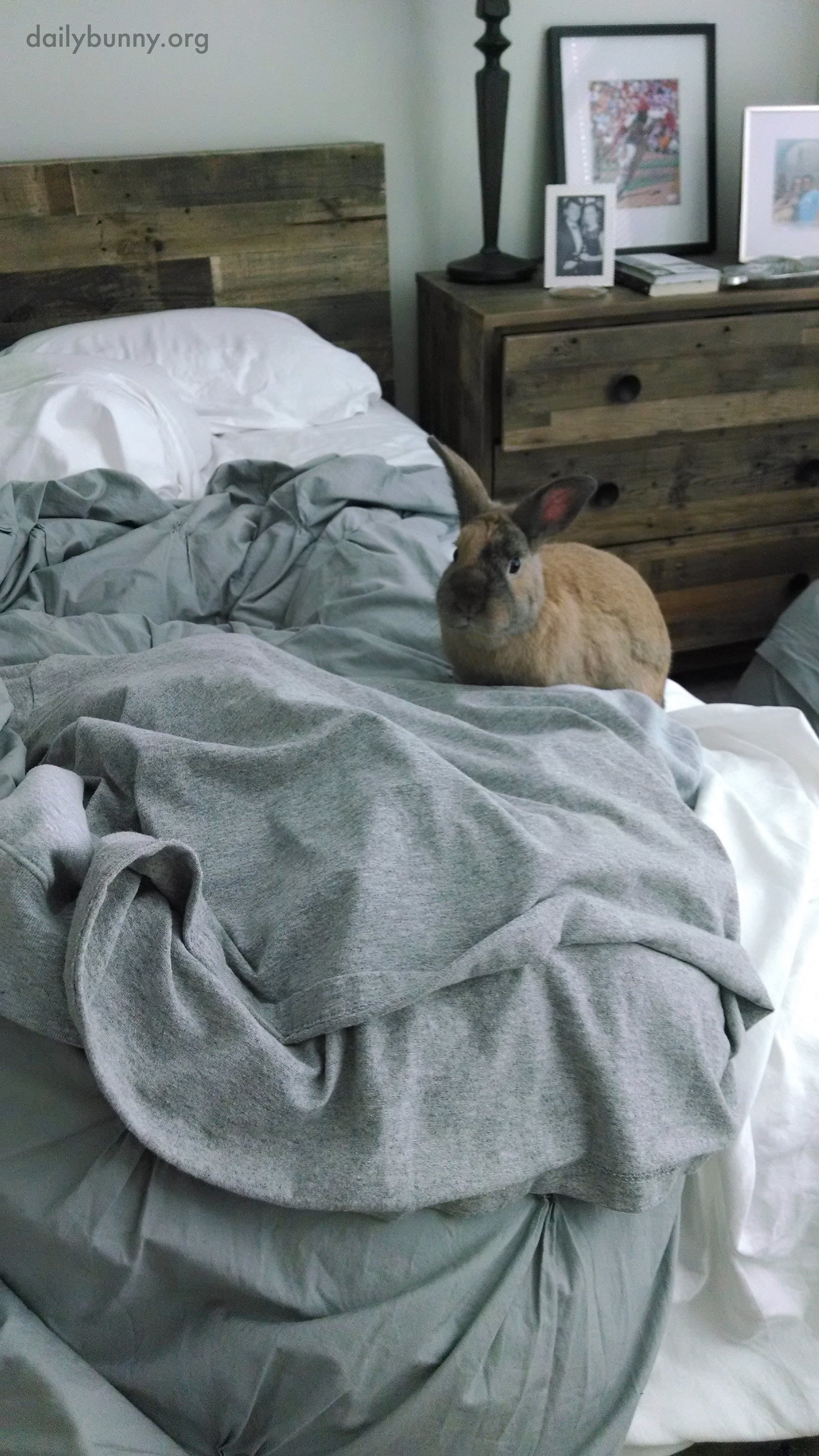 Bunny Is Ready for a Languid Morning Full of Cuddles - So Get Back in the Bed, Human! 1