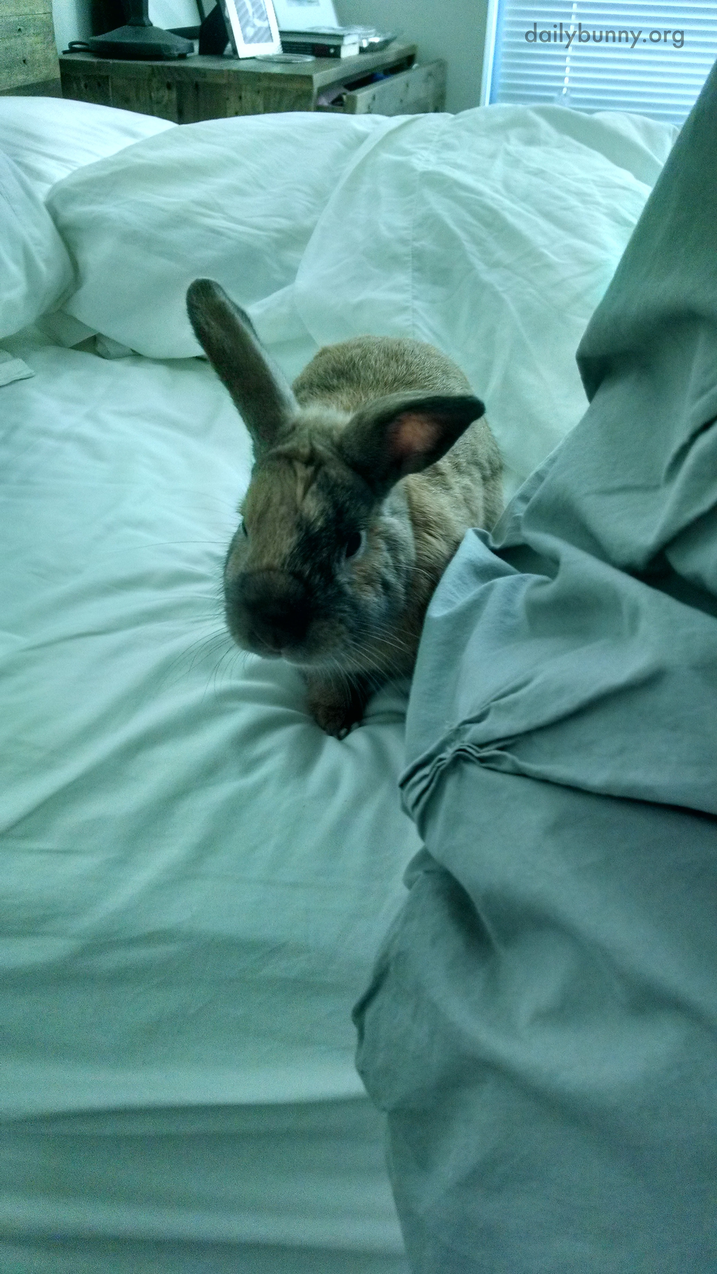 Bunny Is Ready for a Languid Morning Full of Cuddles - So Get Back in the Bed, Human! 2