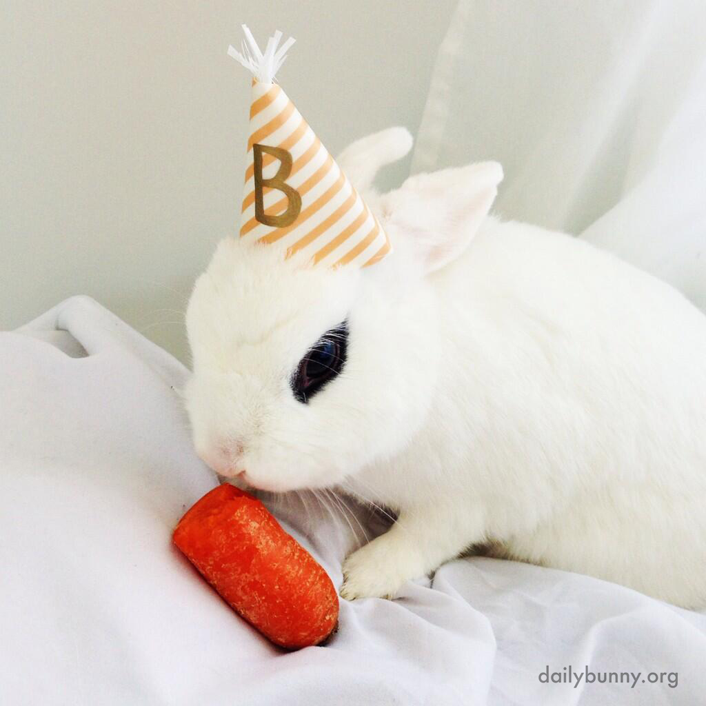 Bunny Has a Tiny Birthday Hat and a Tiny Birthday Carrot