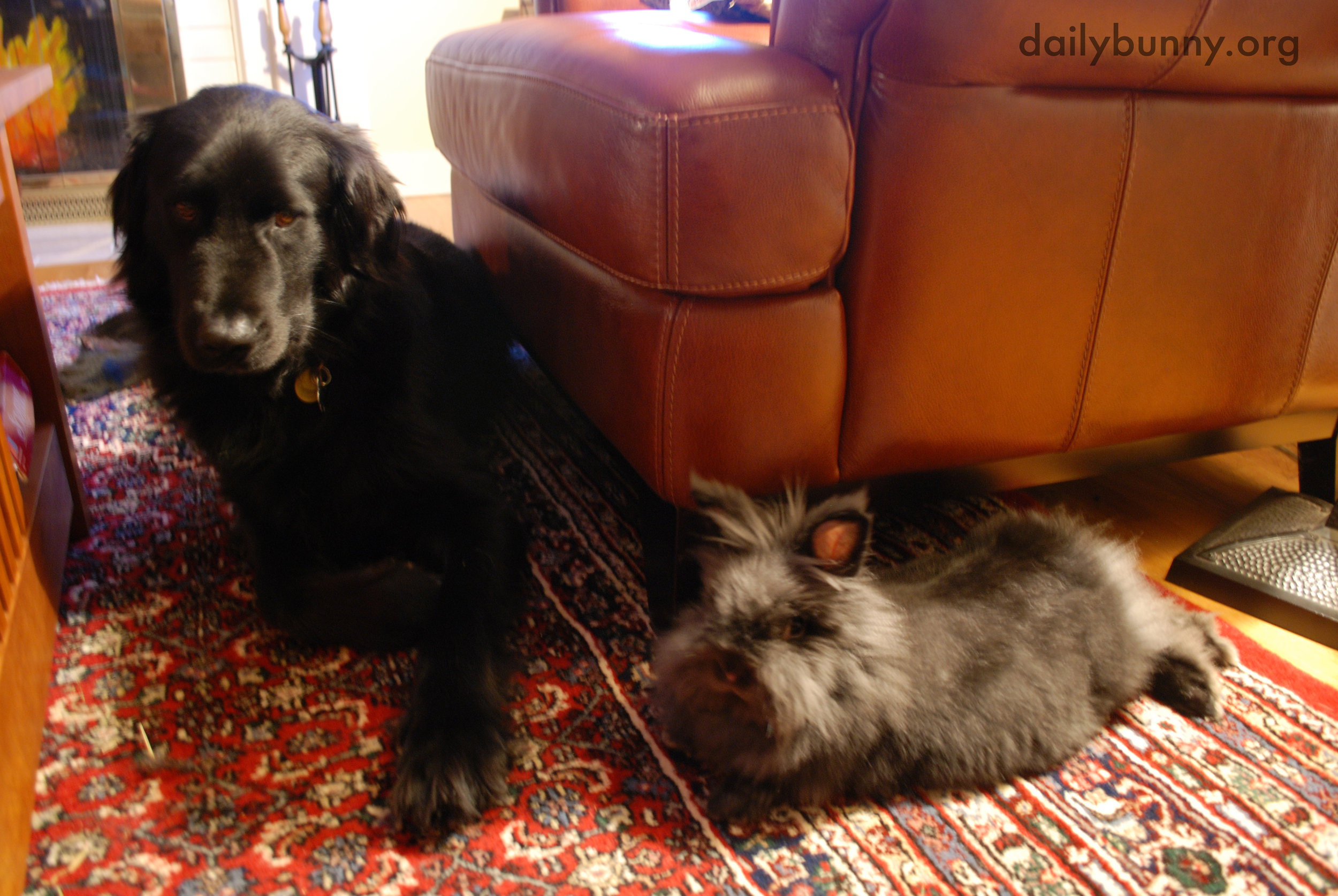 Bunny and His Dog Friend Retire to the Living Room to Relax and Socialize
