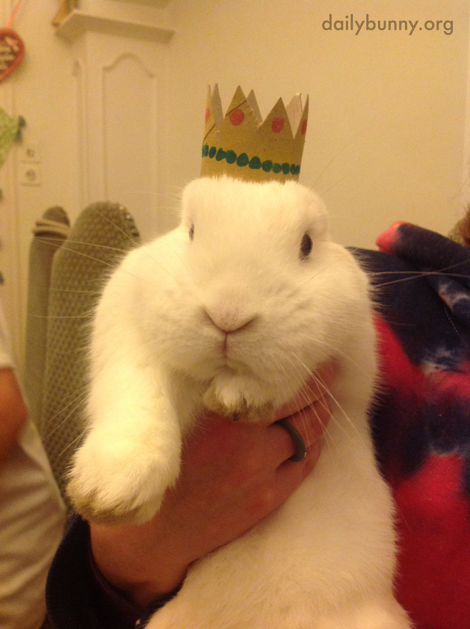 Bunny Is King of the Castle
