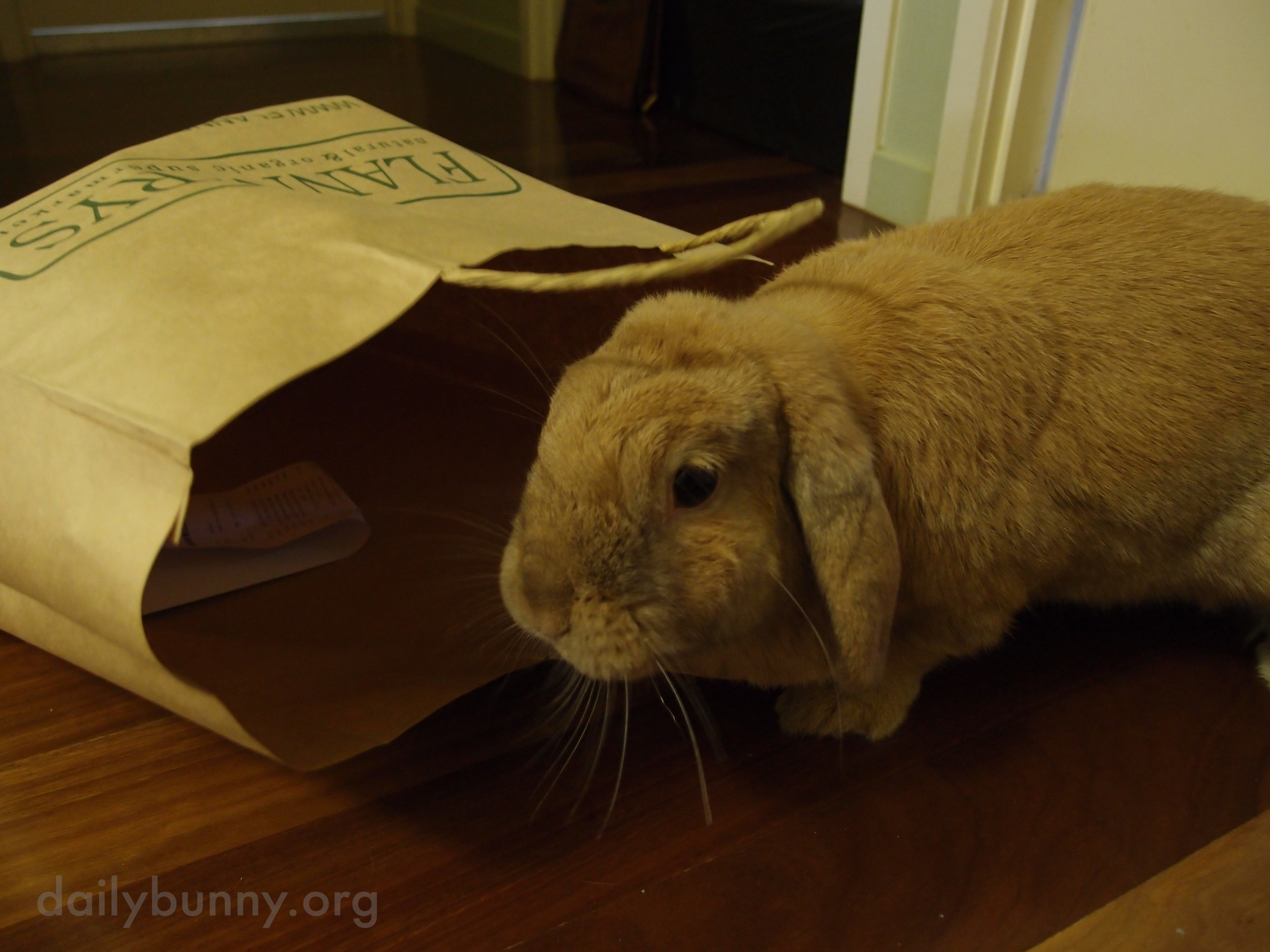 There's Always Another Use for Paper Bags When You Have a Bunny 1