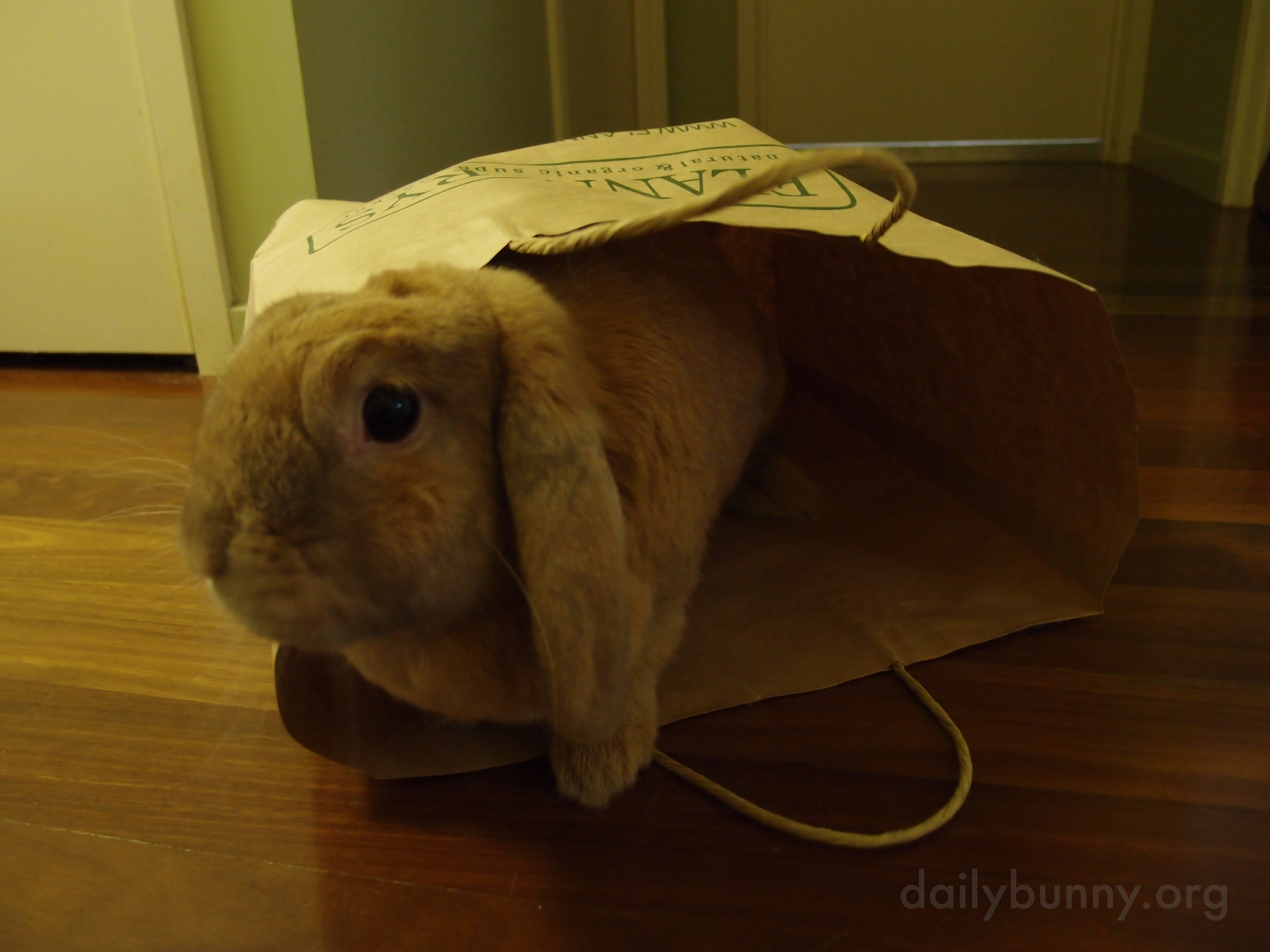 There's Always Another Use for Paper Bags When You Have a Bunny 2