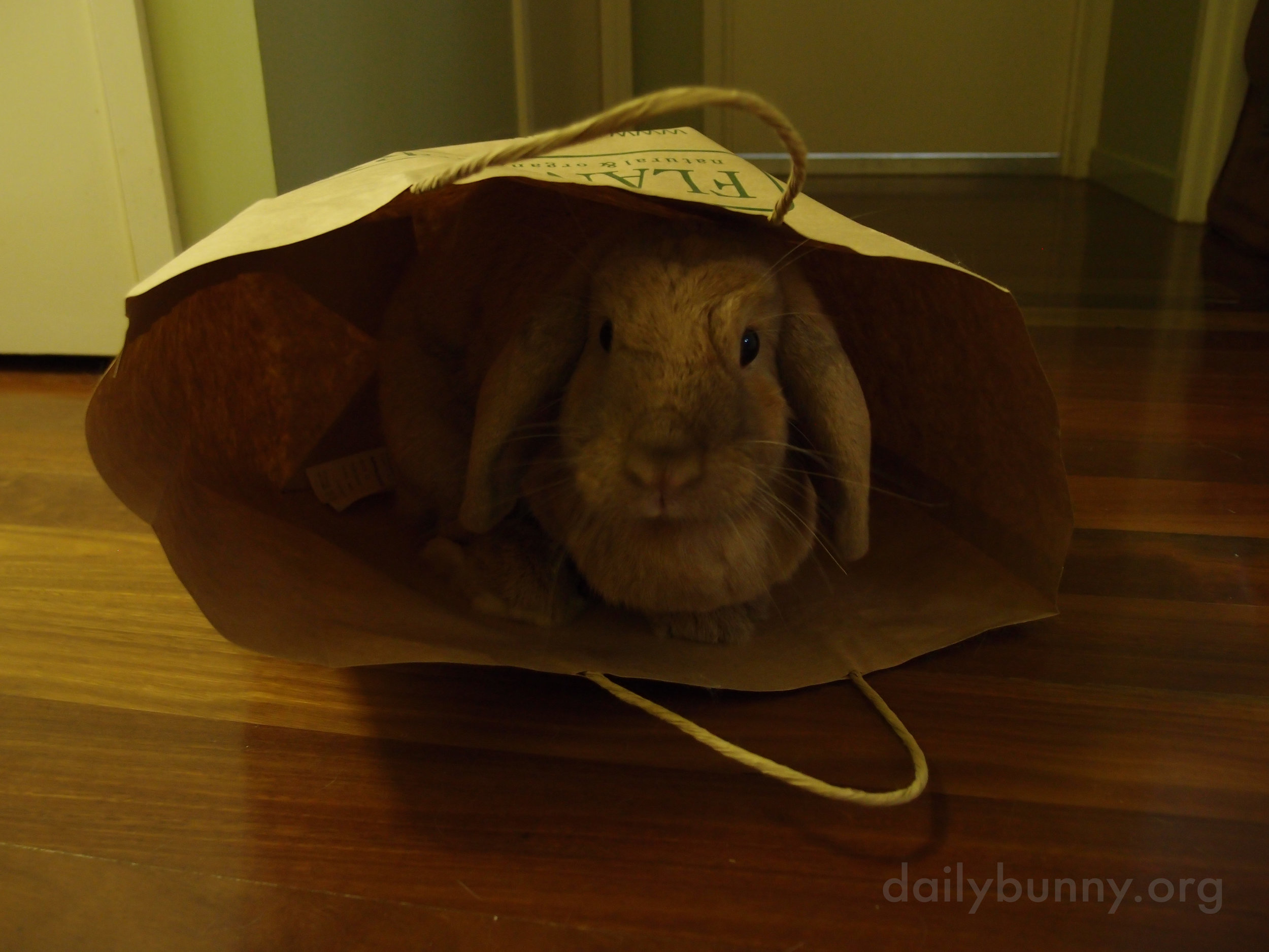 There's Always Another Use for Paper Bags When You Have a Bunny 3