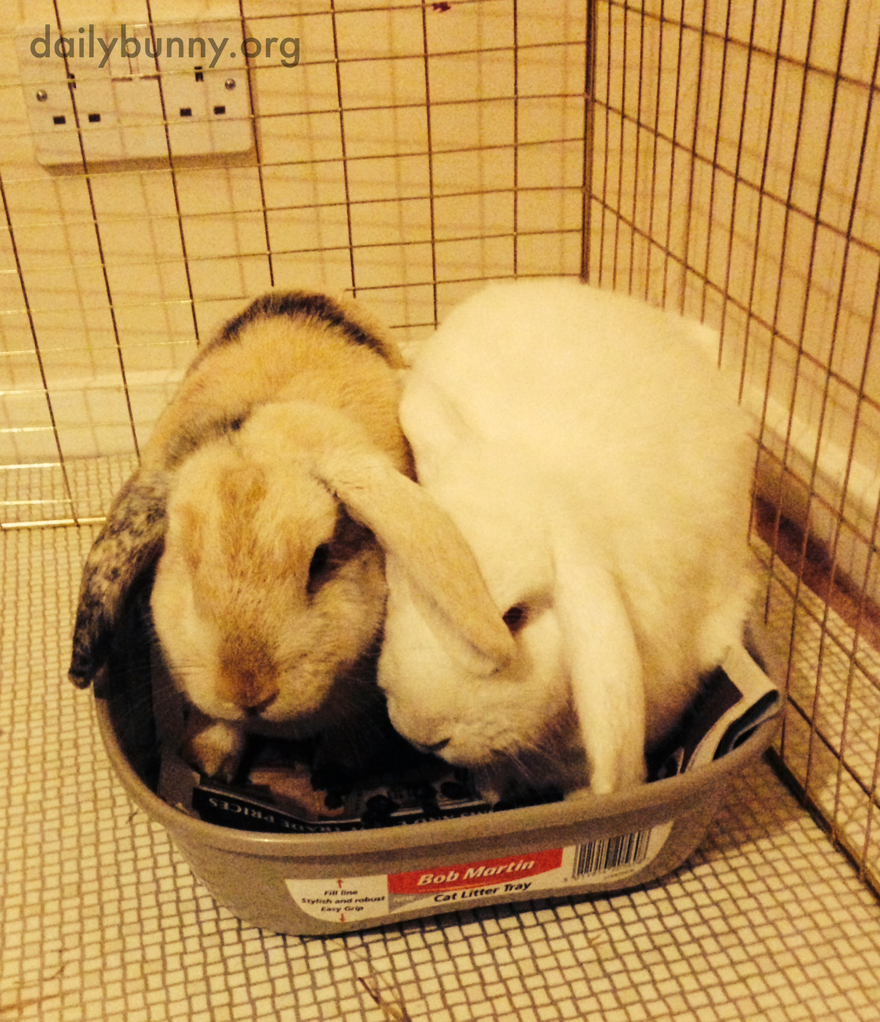 Reunited Bunnies Don't Leave Each Other's Side Even to Use the Litterbox