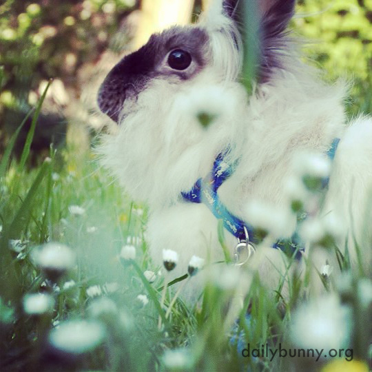 Bunny Gets Some Fresh Spring Air