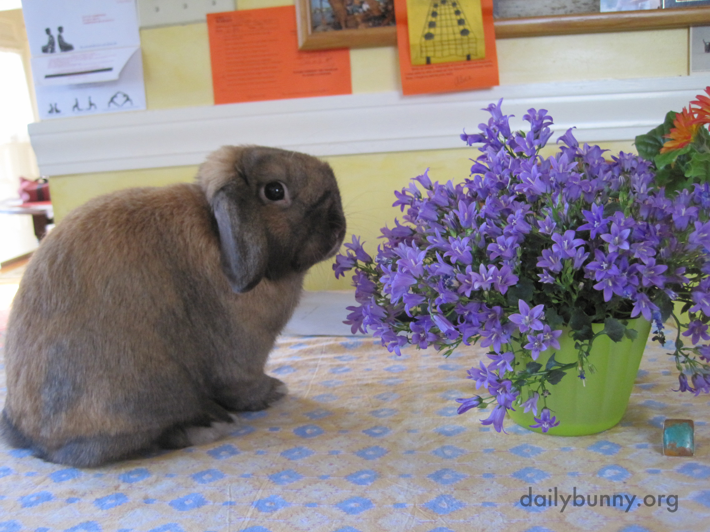 Bunny Tries to Hide Behind the Flowers After Being Caught on the Table 1