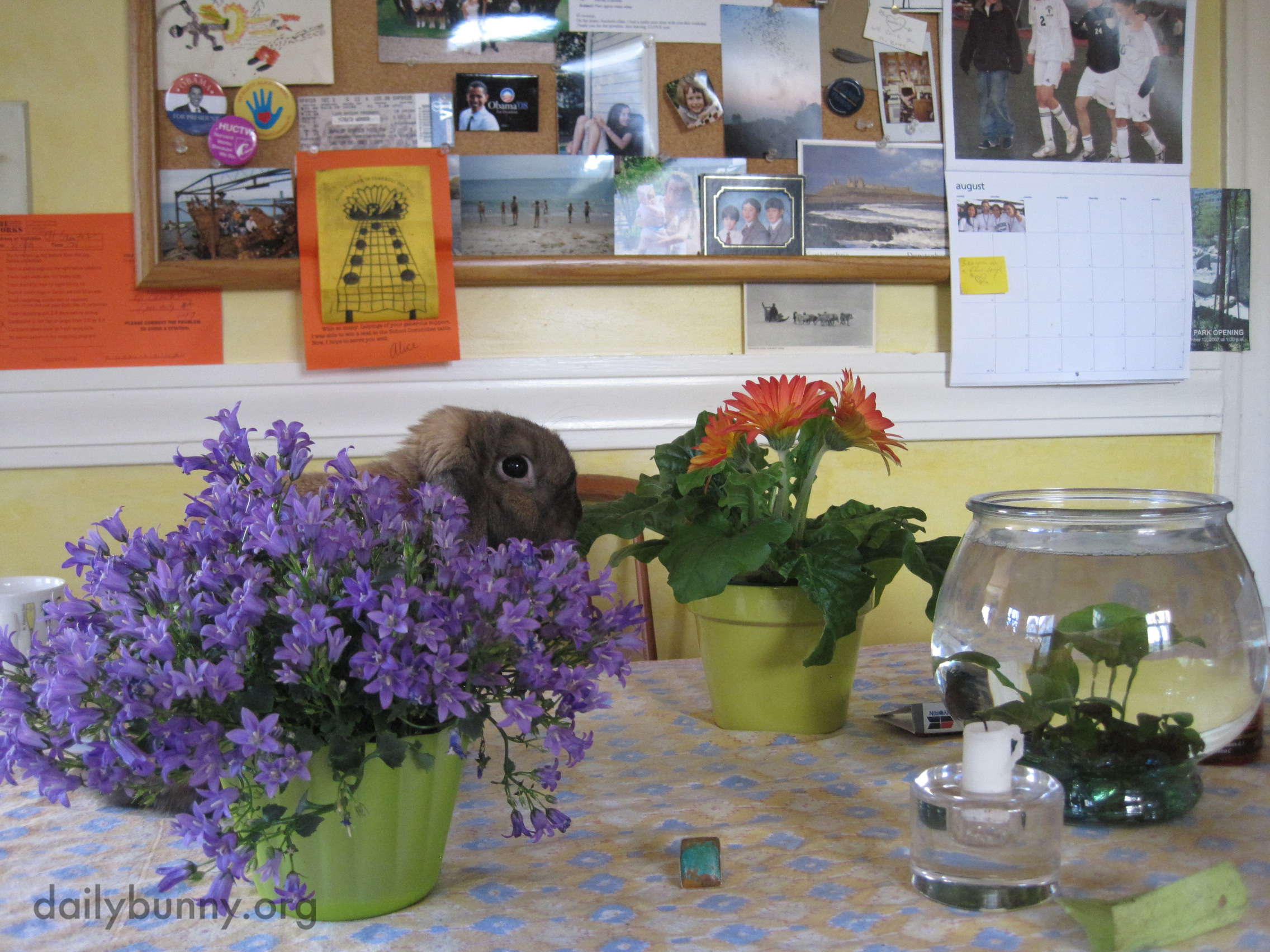 Bunny Tries to Hide Behind the Flowers After Being Caught on the Table 2