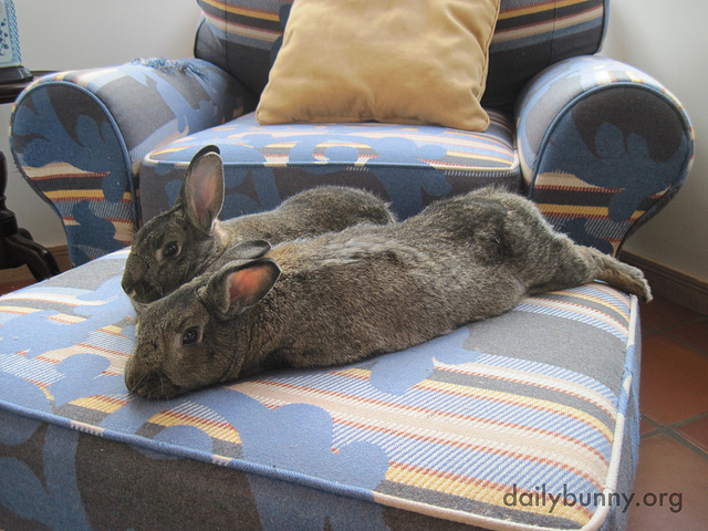 Bunnies Spend a Lazy Bunday Relaxing on the Ottoman