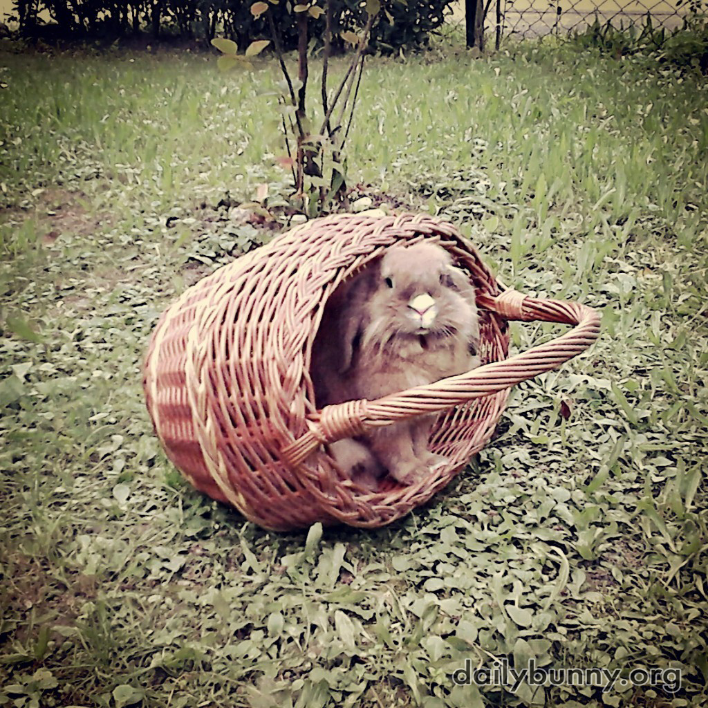 Will Bunny Venture Out of Her Basket to Run Around the Yard?