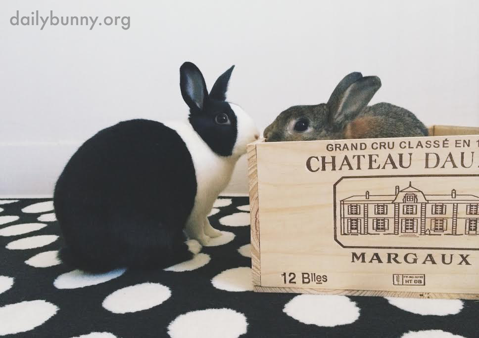 Bunny Gets a Personalized Crate to Play In 2