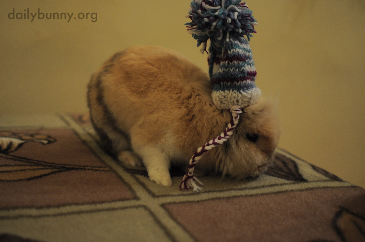 Bunny Hopes It's Not Too Warm Yet to Wear His Special Pom Pom Hat