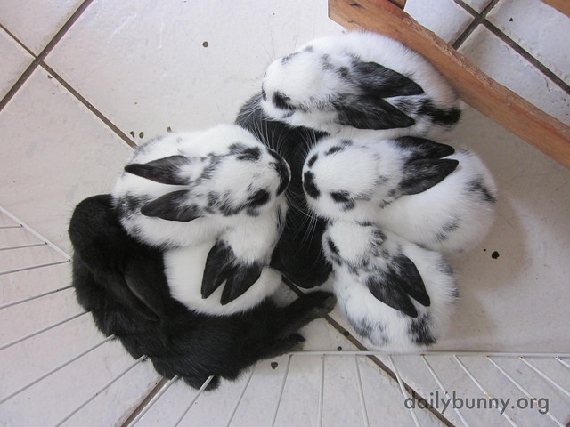 Baby Bunnies Prefer to Nap All Together
