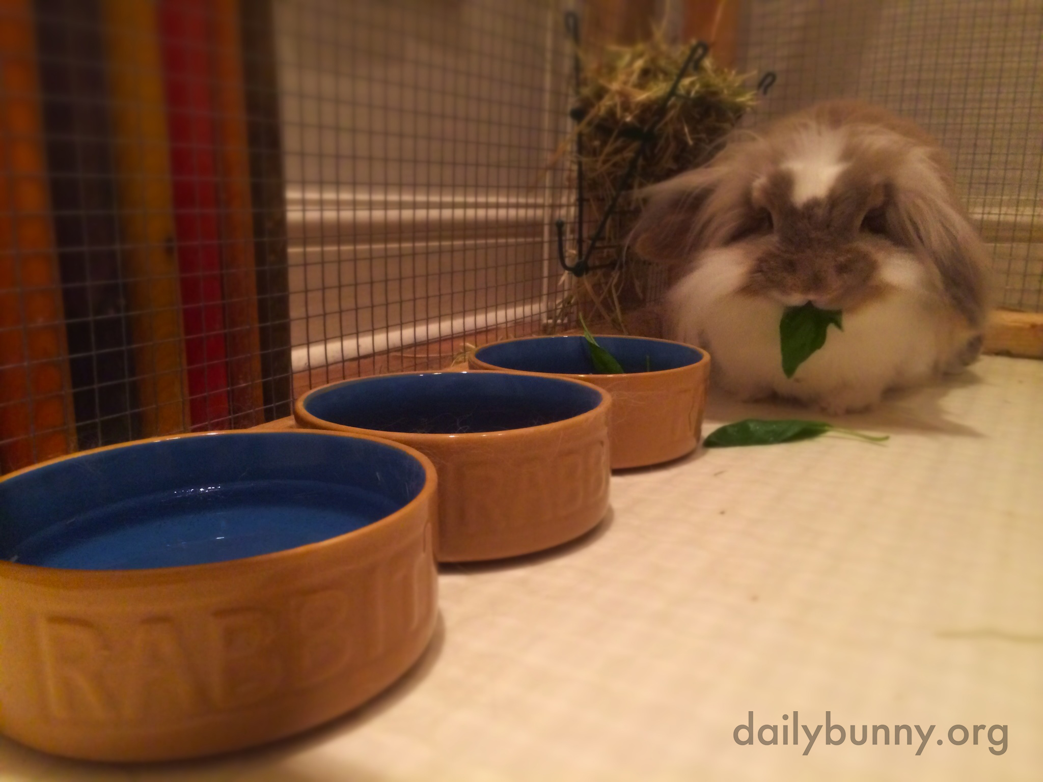 Bunny Has a Buffet All to Herself