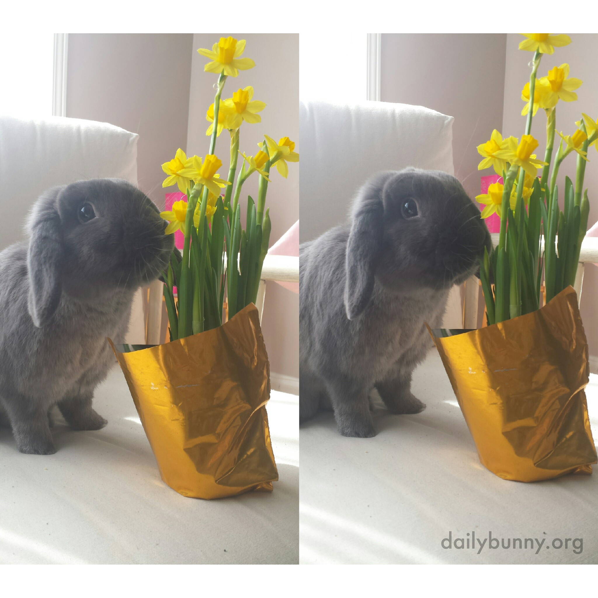 Bunny Thinks Flowers Are Nice, But They're Better When They're Edible