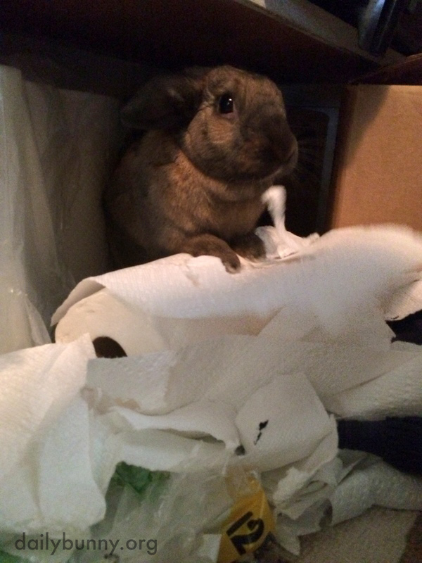 Bunny Is Caught in the Act of Tearing Up a Roll of Paper Towels