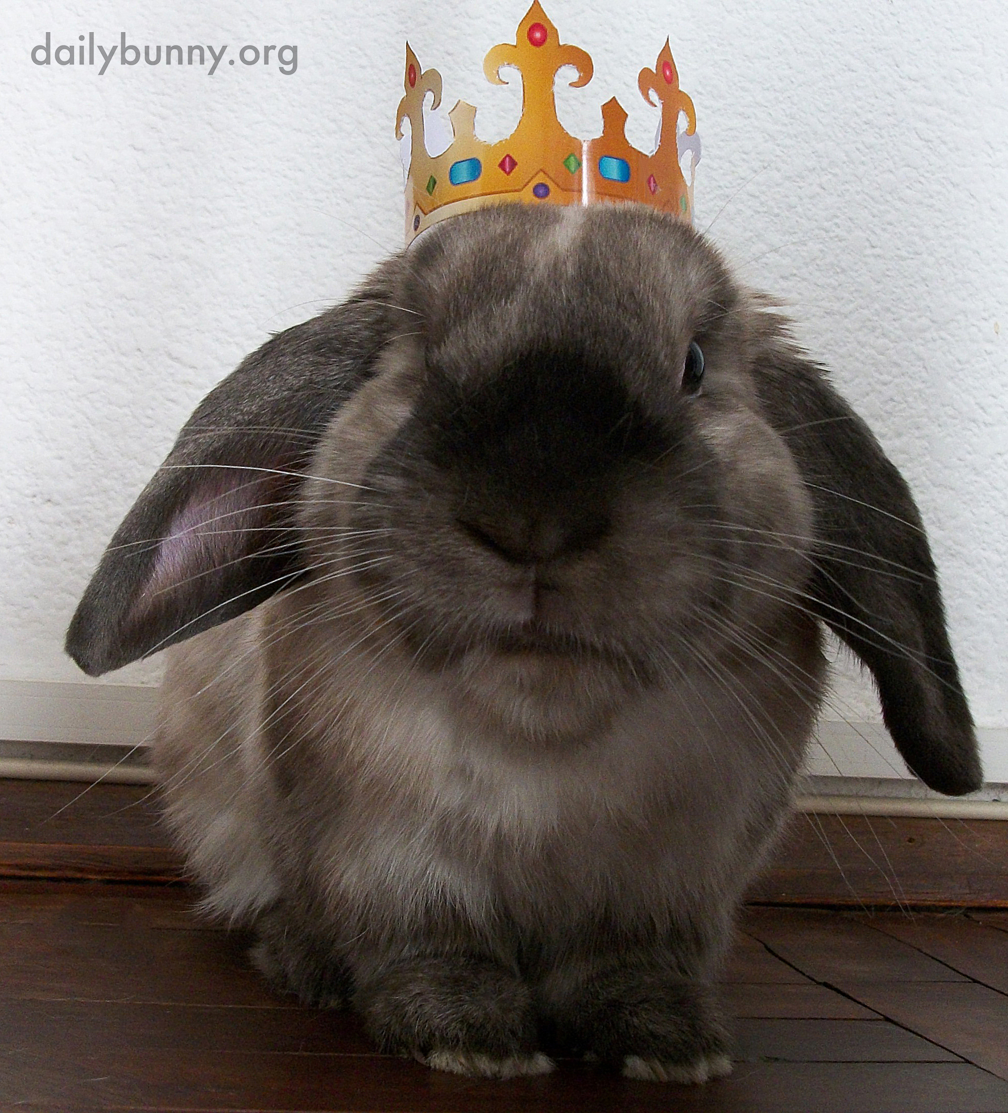 On His Birthday, All Bow to King Bunny