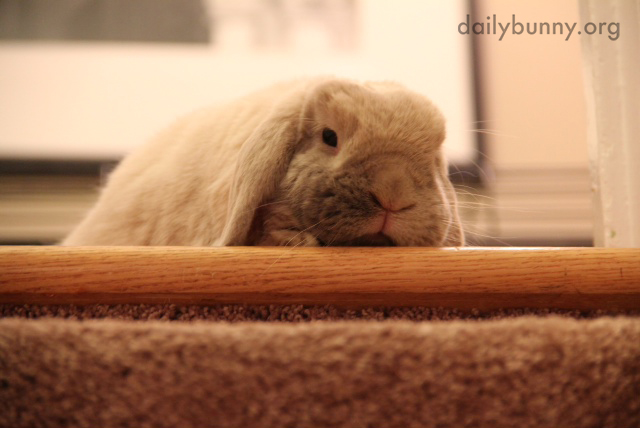 Bunny Isn't Sure That He Wants to Try the Stairs