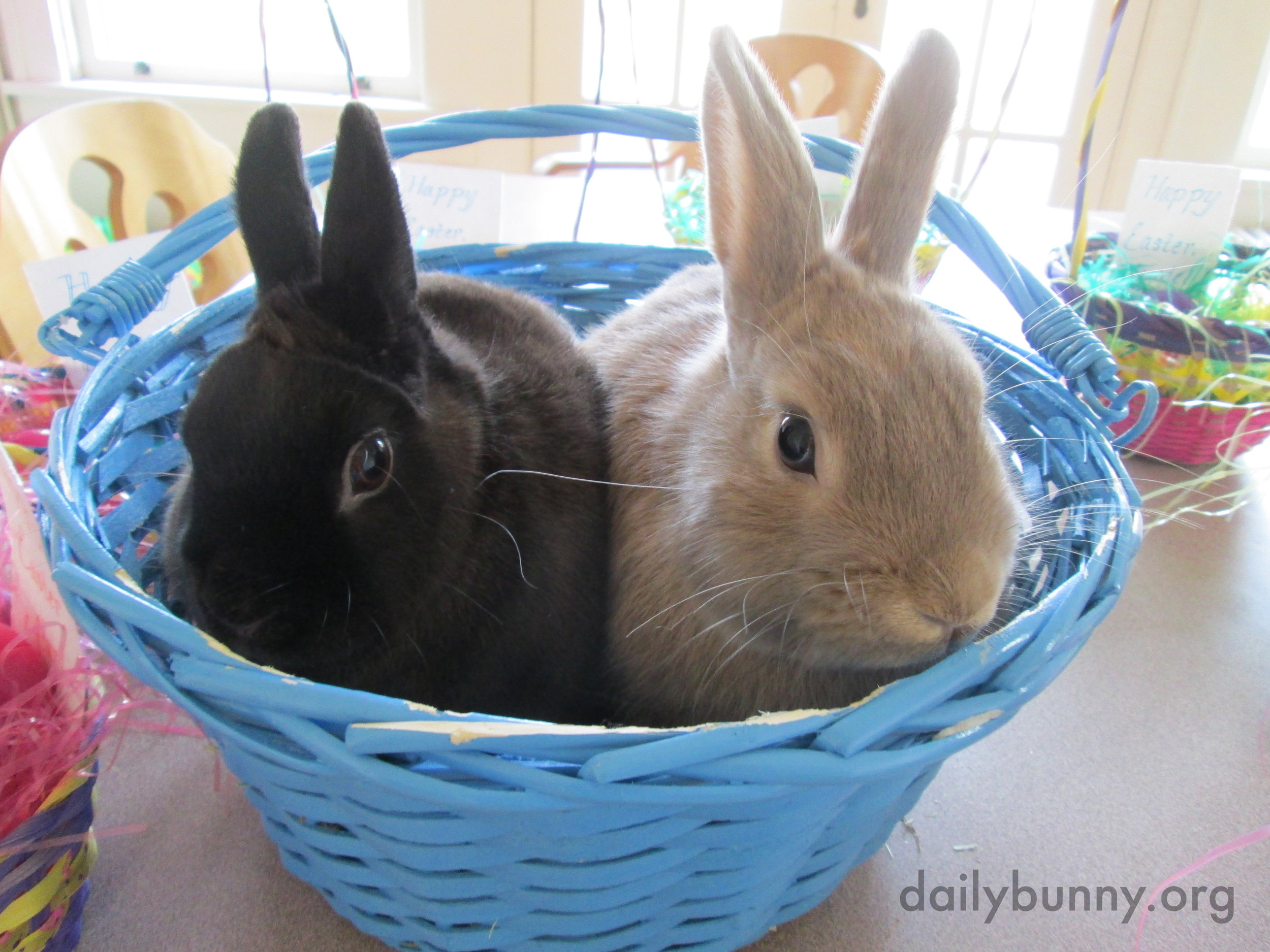 The Daily Bunny's Easter 2014 Mega-Post! 2