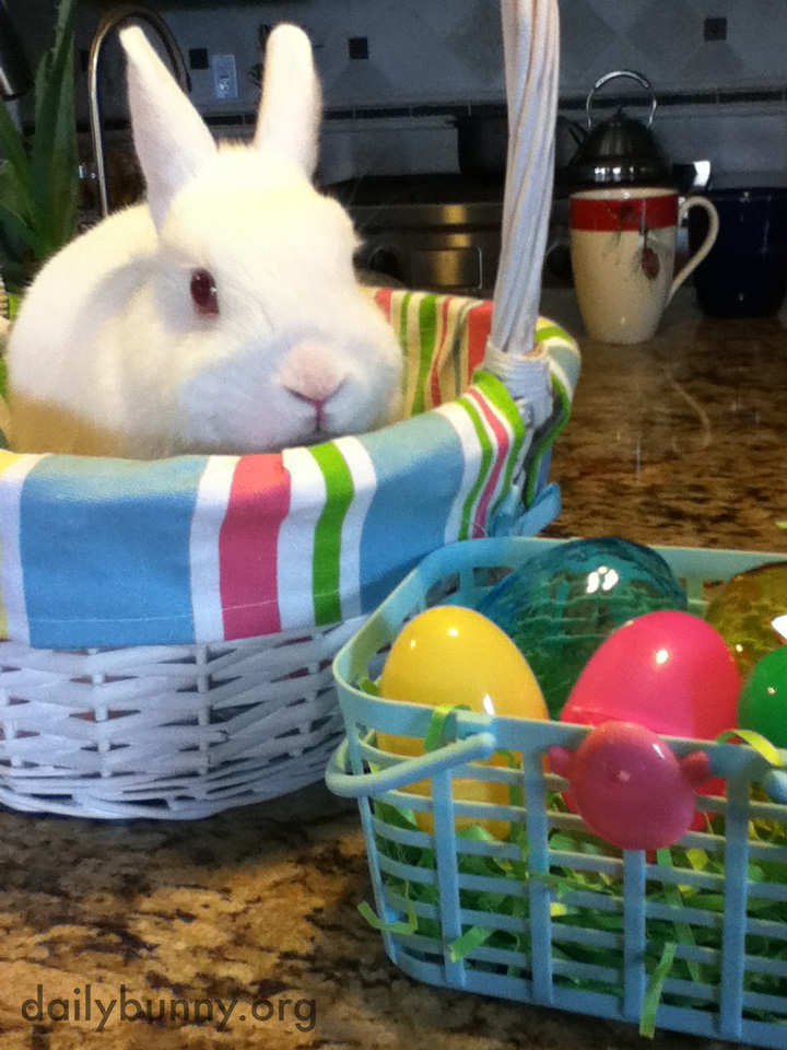 The Daily Bunny's Easter 2014 Mega-Post! 4