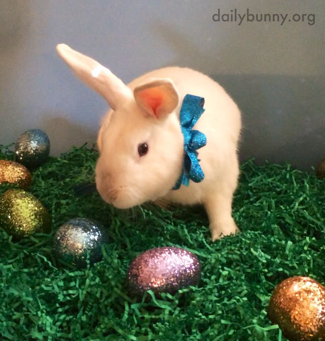 The Daily Bunny's Easter 2014 Mega-Post! 8