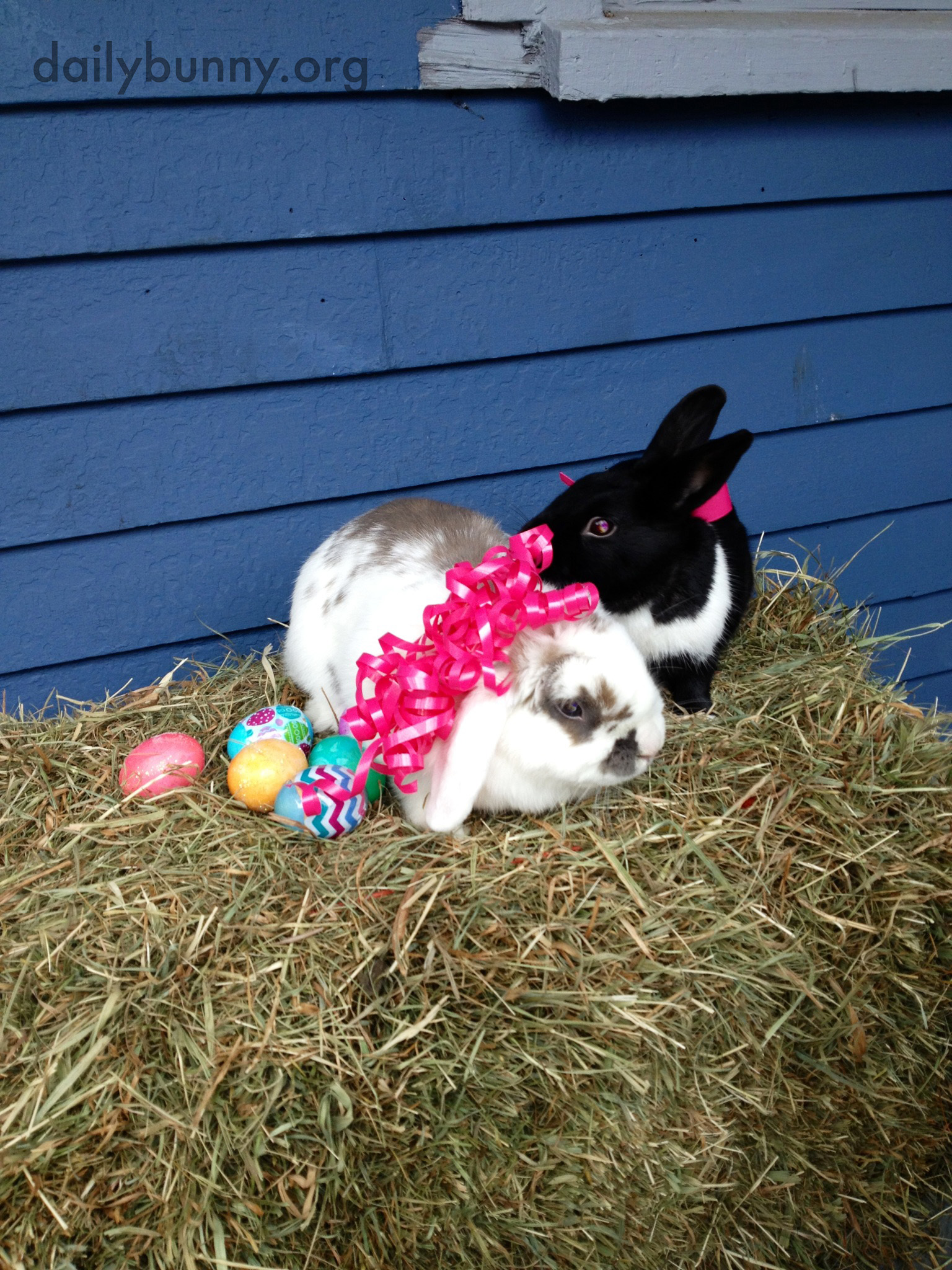 The Daily Bunny's Easter 2014 Mega-Post! 11