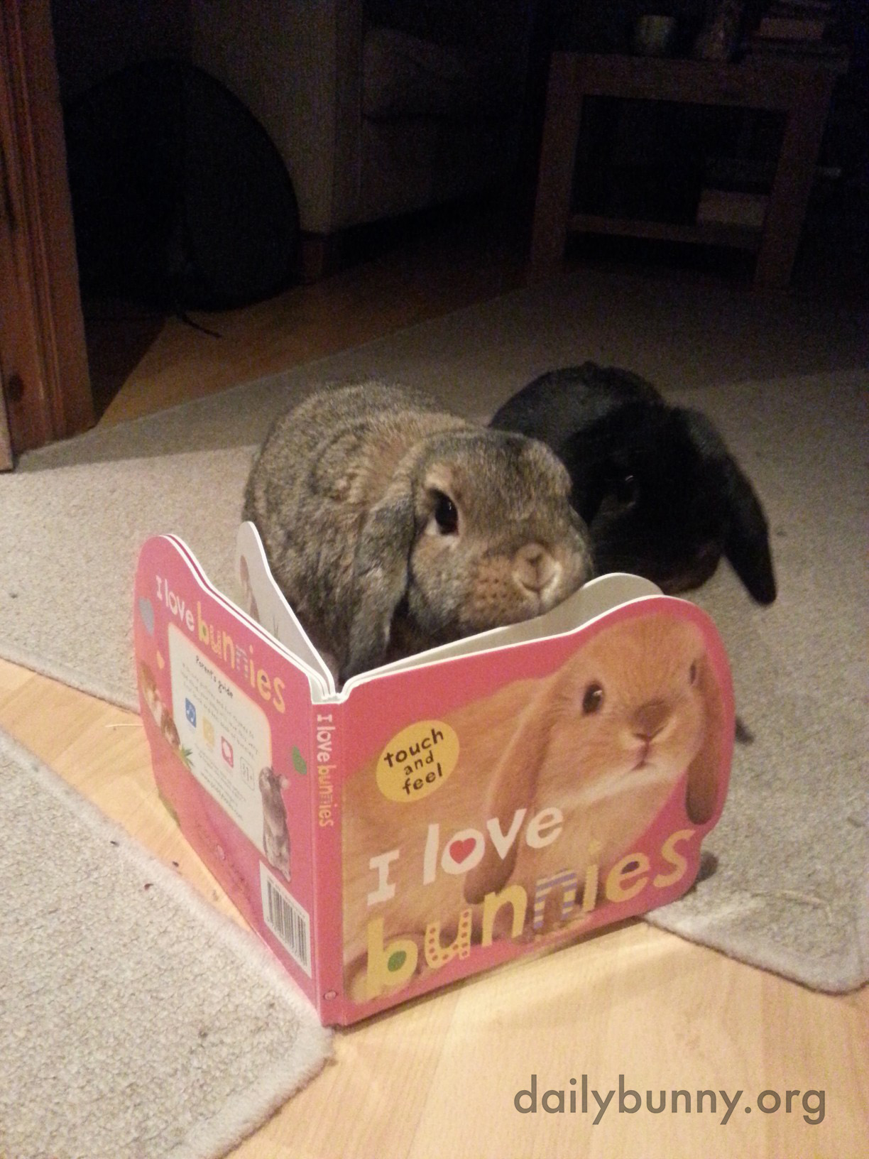 Bunnies Enjoy a Little Light Reading