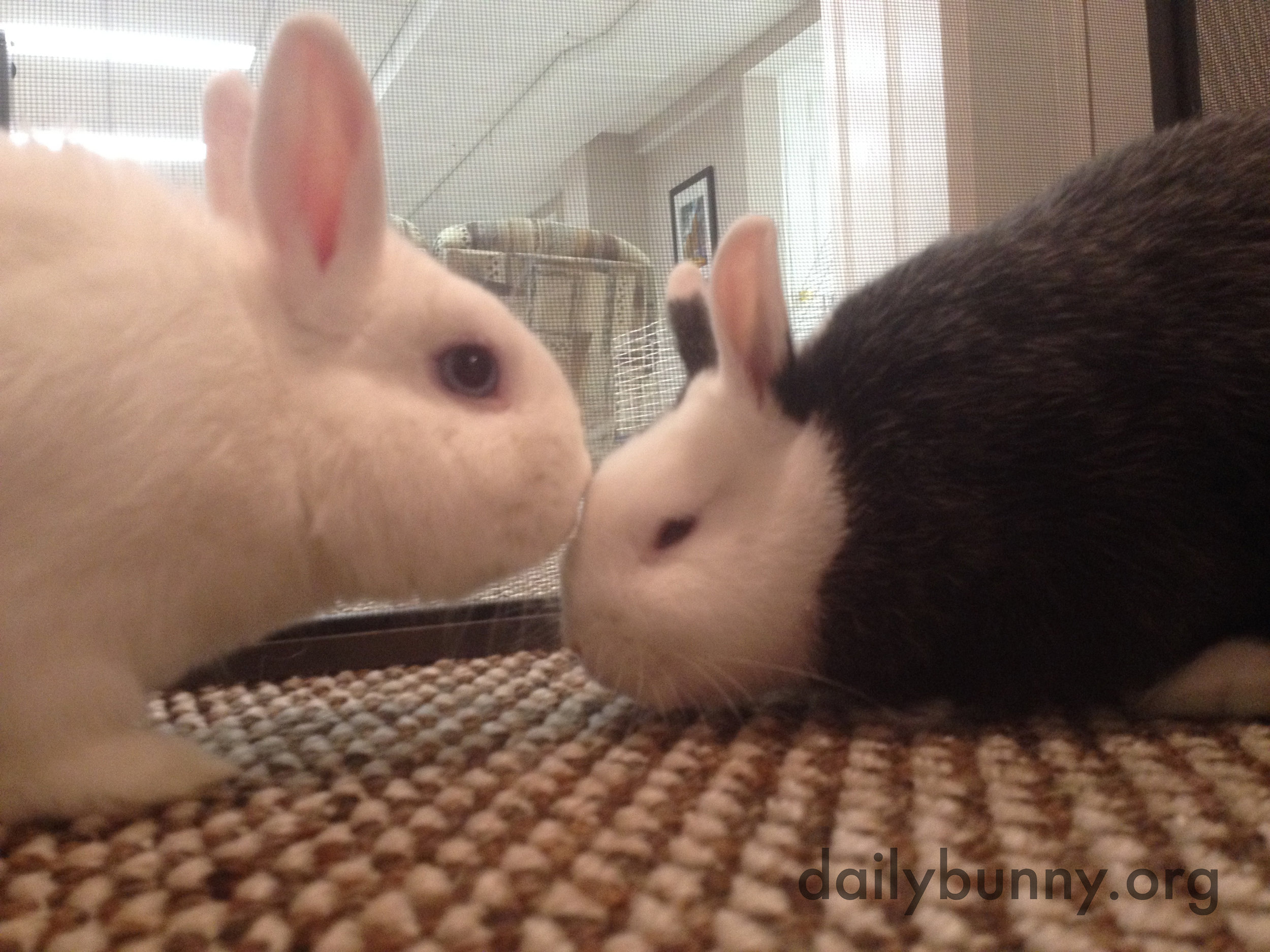 Bonding Bunnies Practice Kisses and Snuggling 1