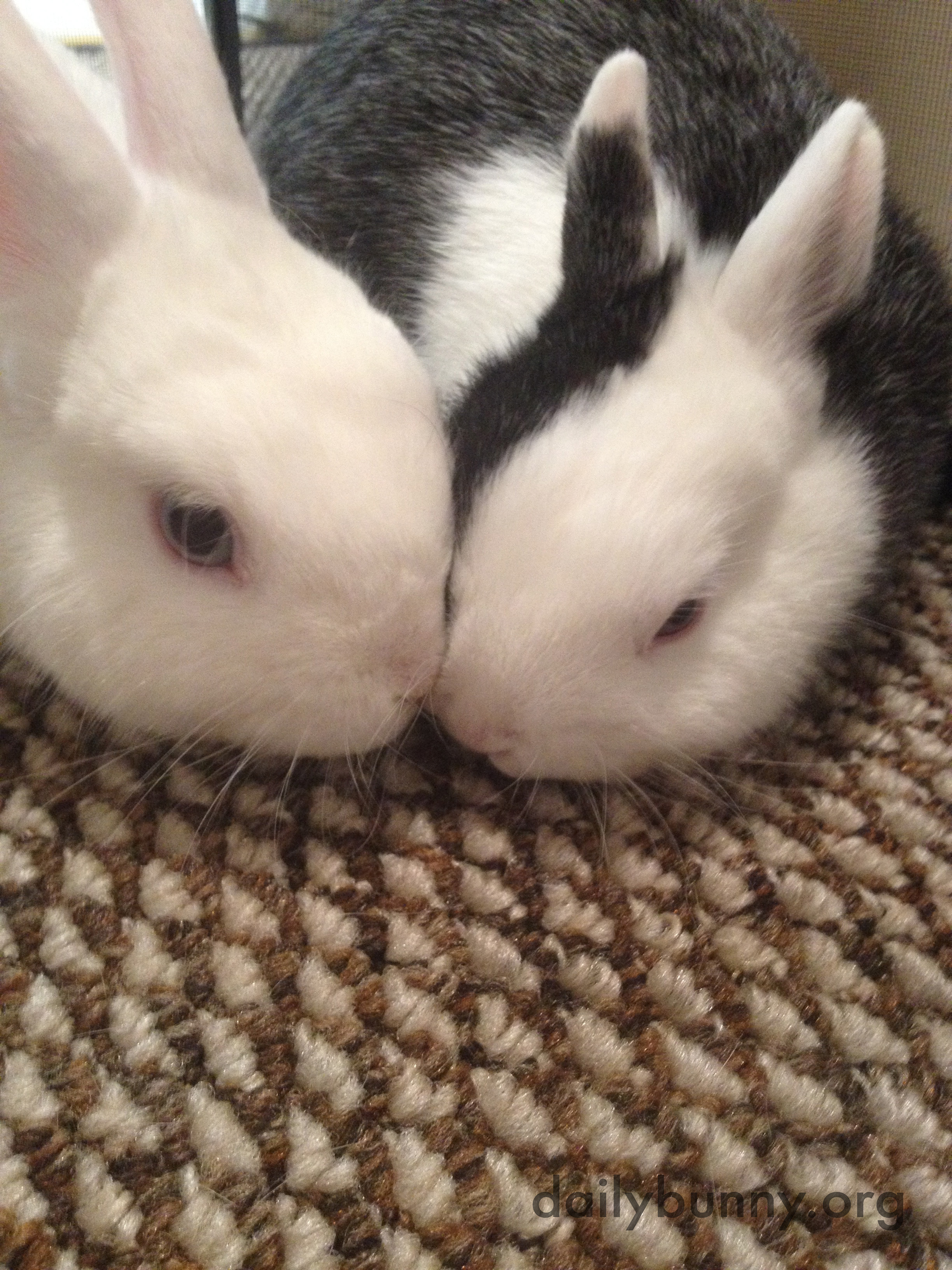 Bonding Bunnies Practice Kisses and Snuggling 2