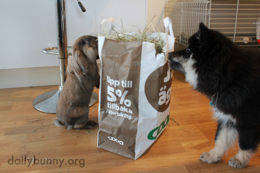 Bunnies Show the Dog the Benefits of a Plant-Based Diet 2