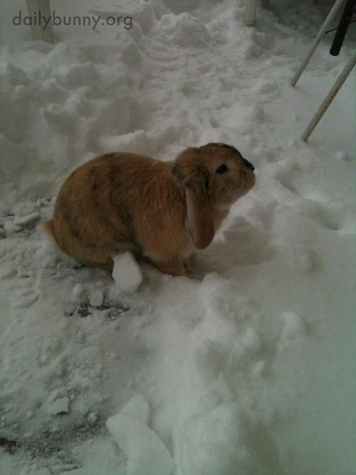 It's Bunny's Last Chance This Year to Play in Snow