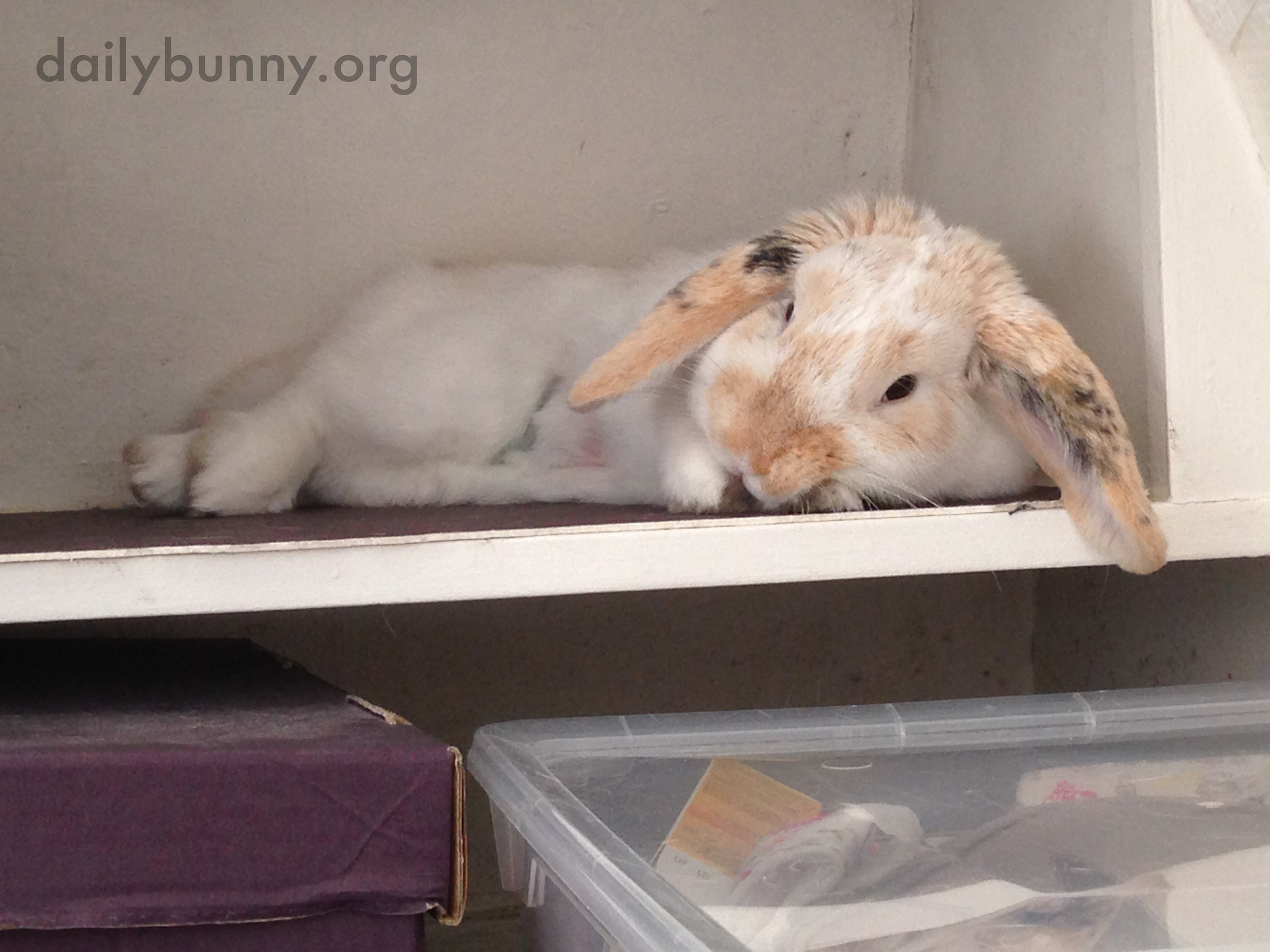 Bunny Is an Expert at Relaxation 2