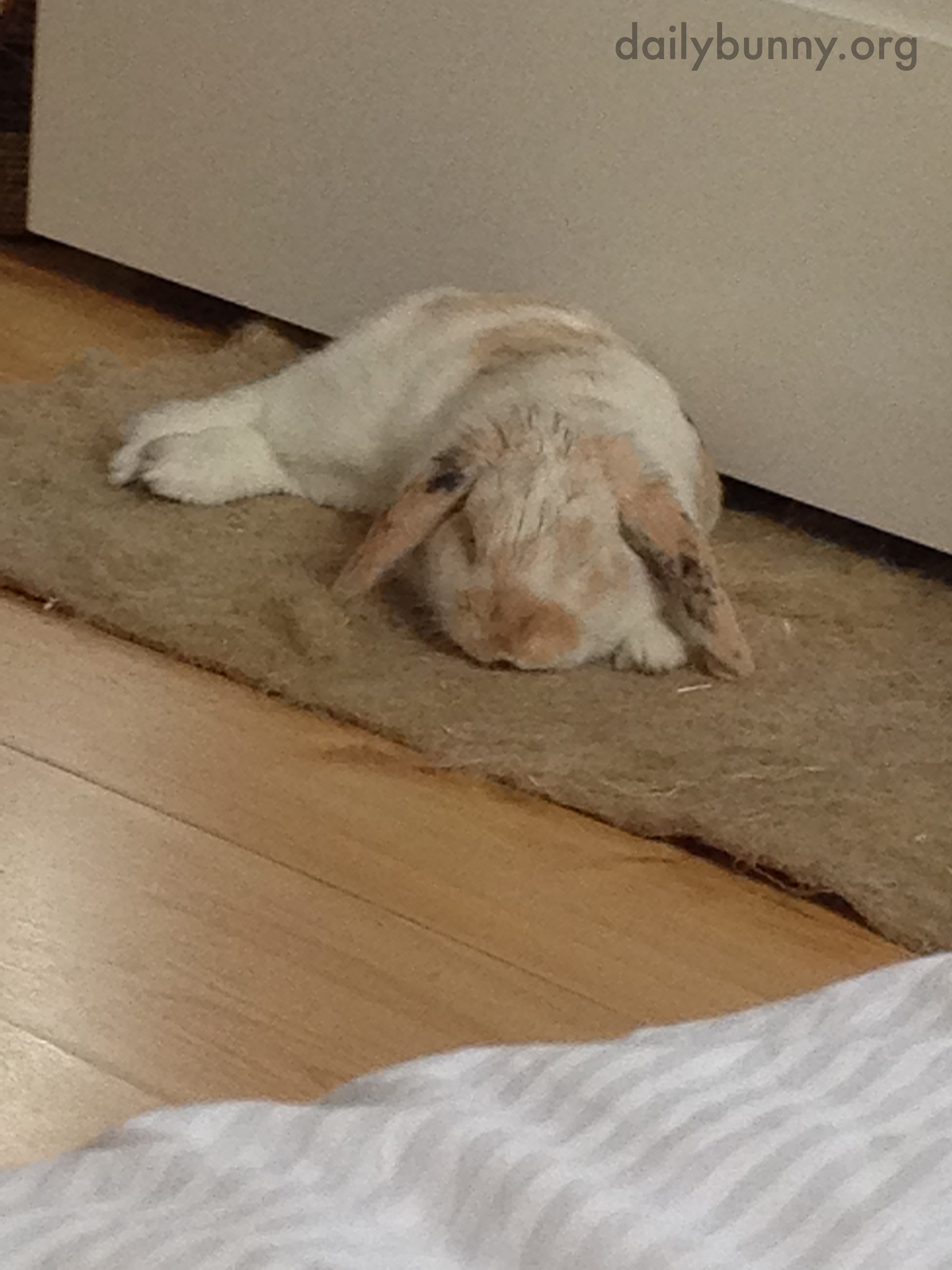 Bunny Is an Expert at Relaxation 3
