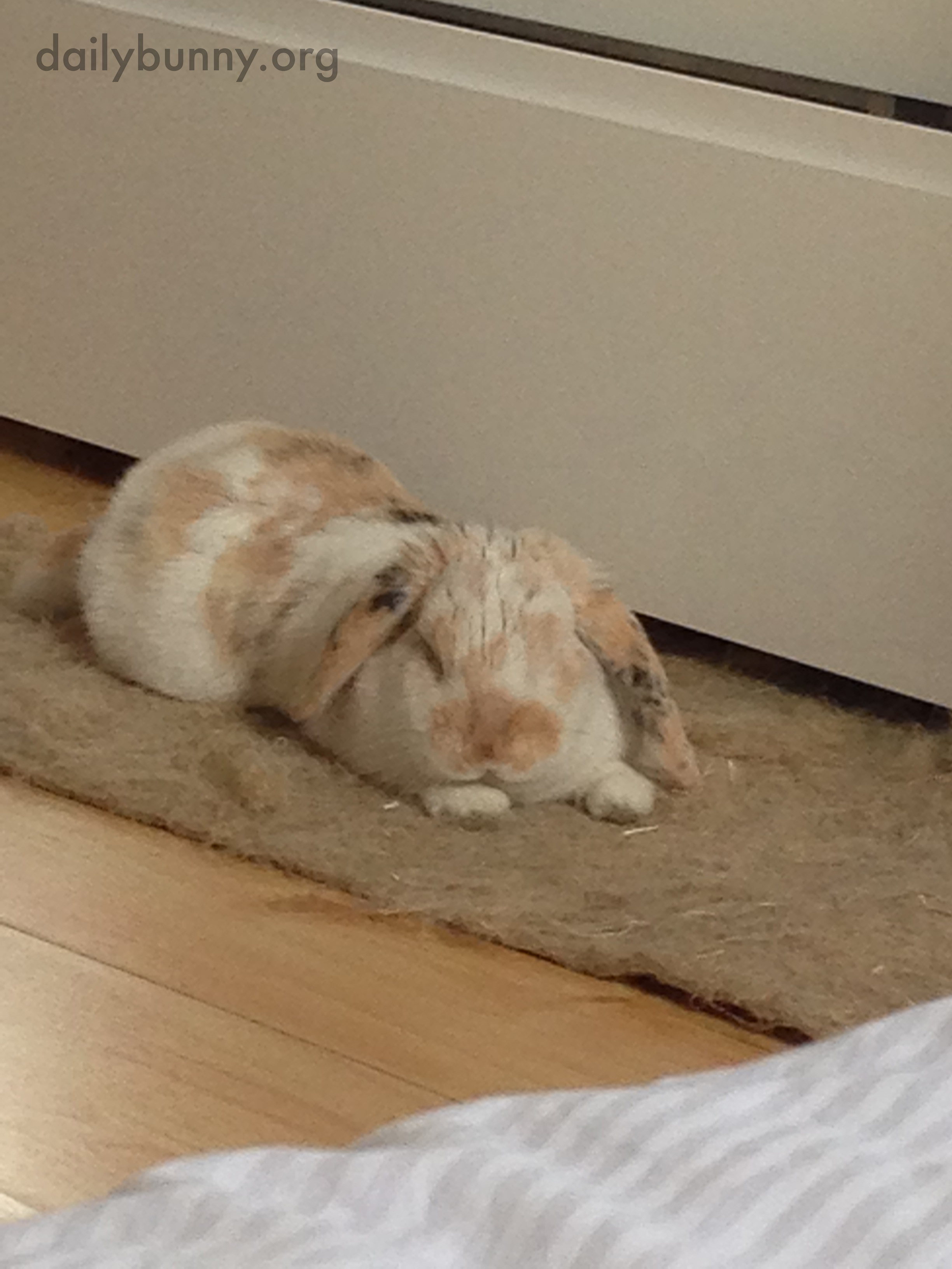 Bunny Is an Expert at Relaxation 4