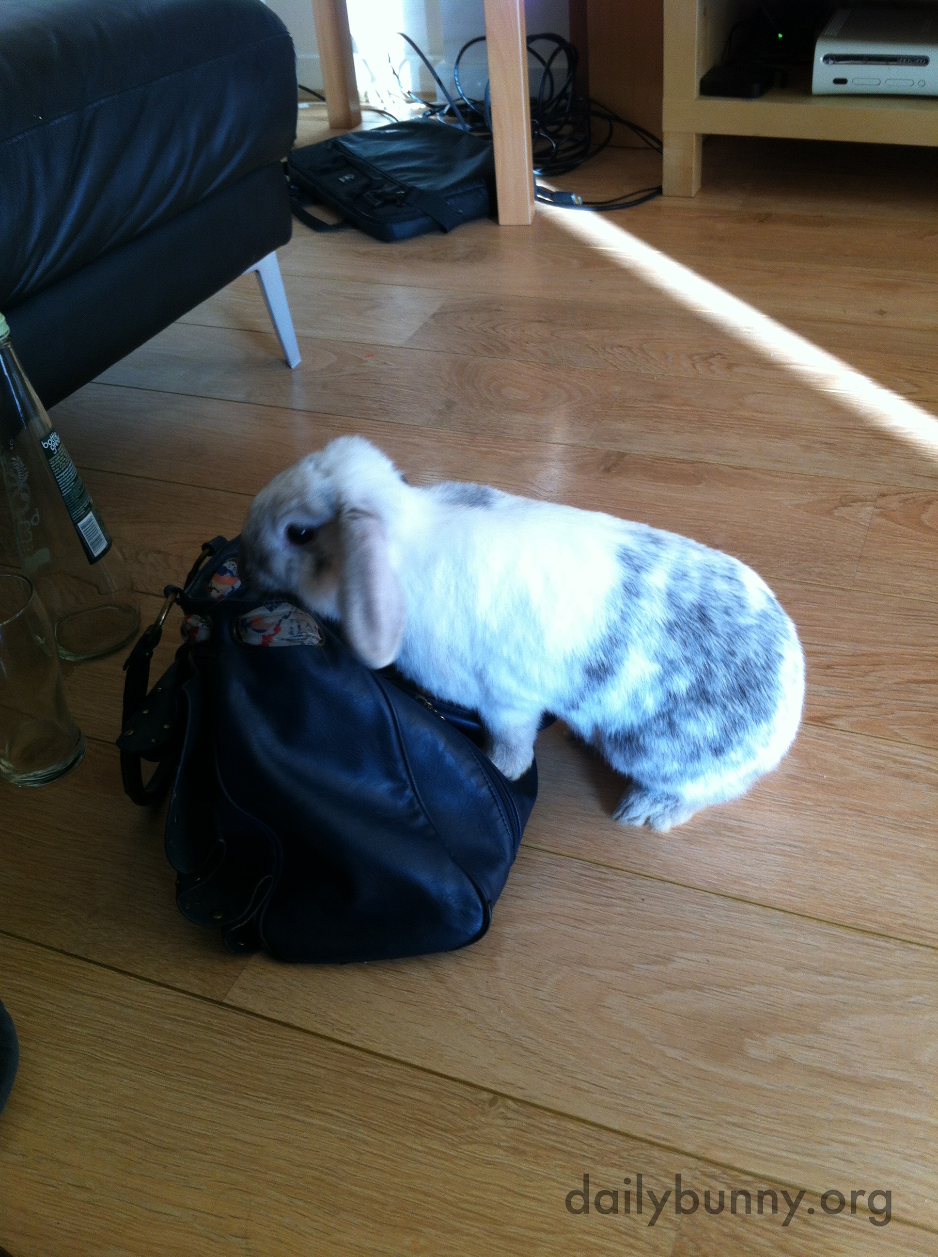 Bunny Plans to Stow Away in His Human's Bag for a Trip to the Grocery Store