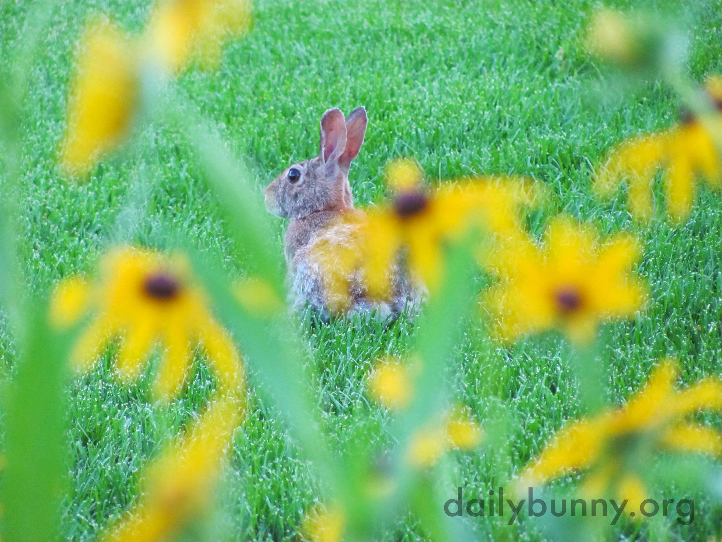Wild Bunny Knows the Paparazzi Is Lurking Behind Those Flowers Somewhere