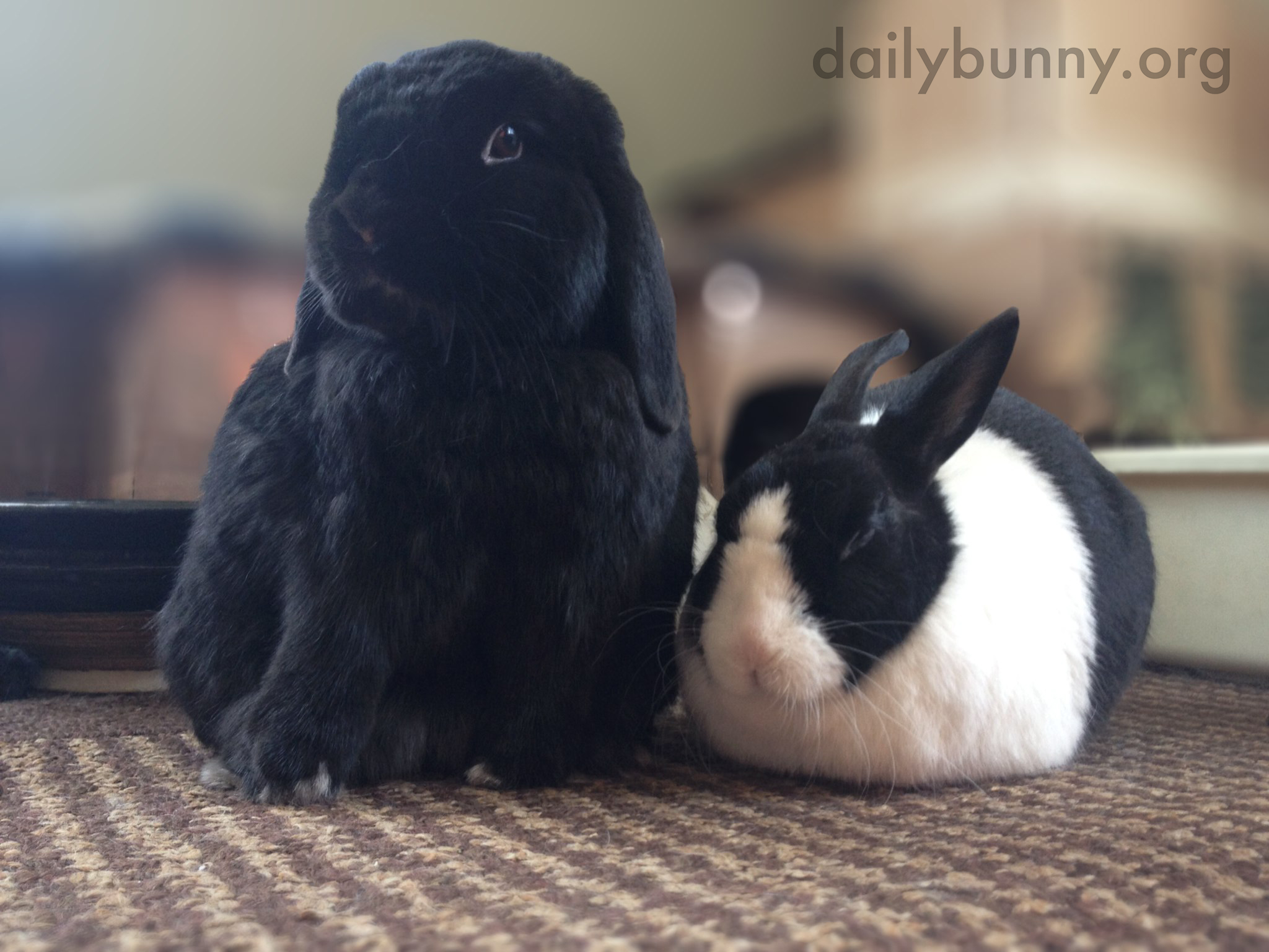 Bunny Friends Are So Fluffy and Round 1