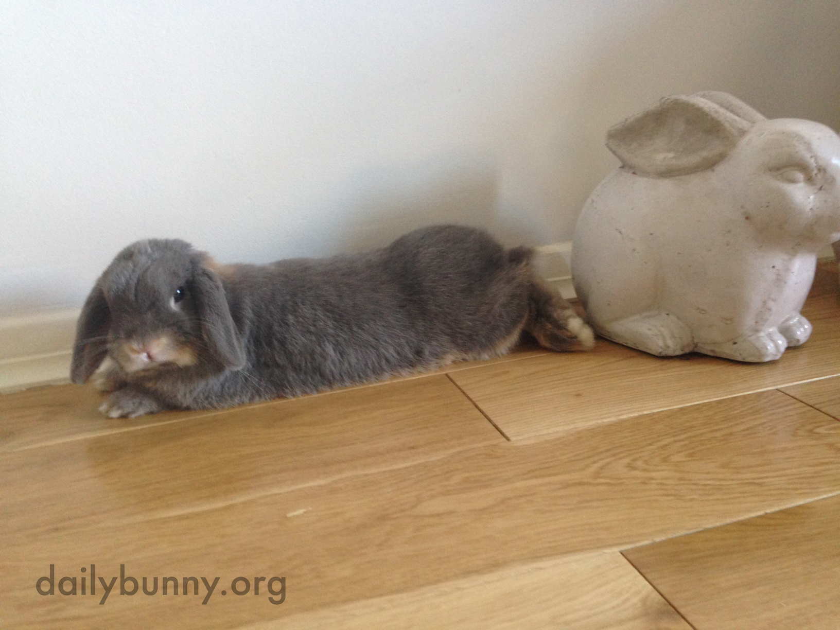 Can't a Grumpy Bunny Just Lie Down without a Human Ooh-ing and Aww-ing and Taking Pictures? 1
